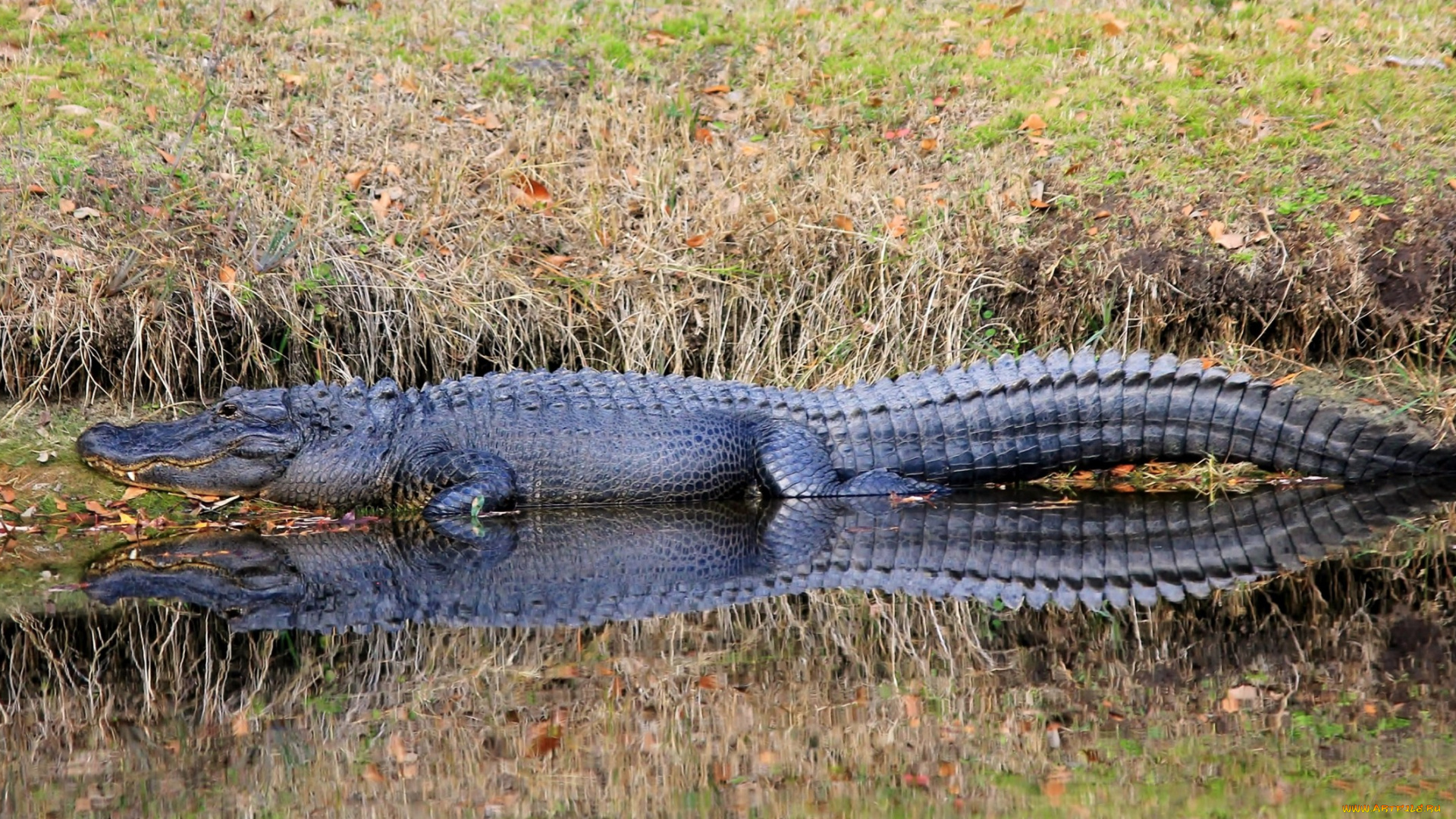 животные, крокодилы, крокодил