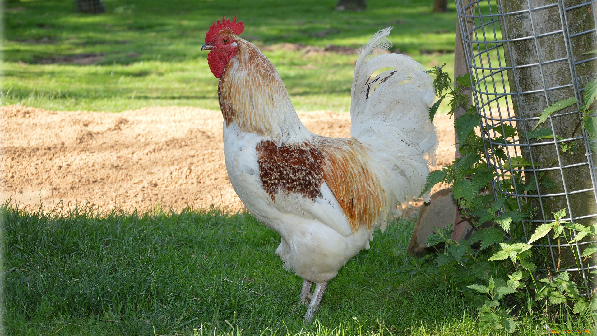 животные, куры, , петухи, петух