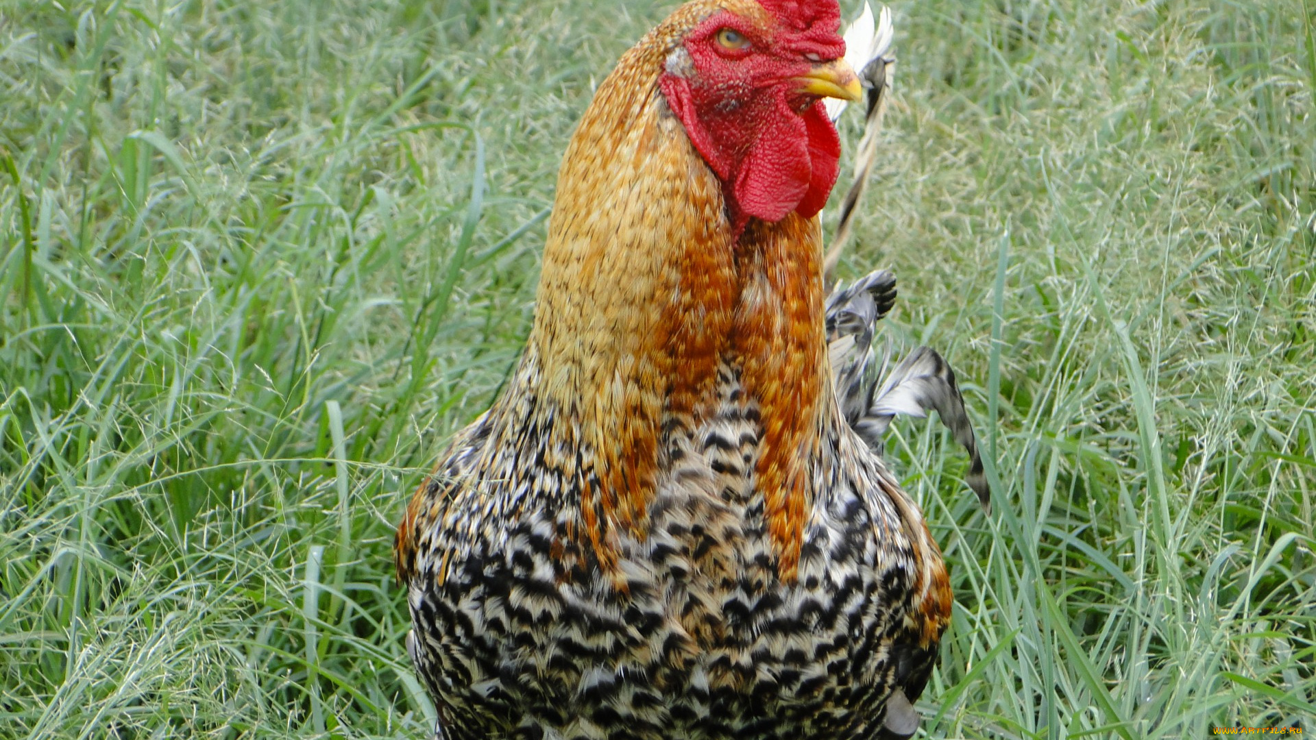 животные, куры, , петухи, петух