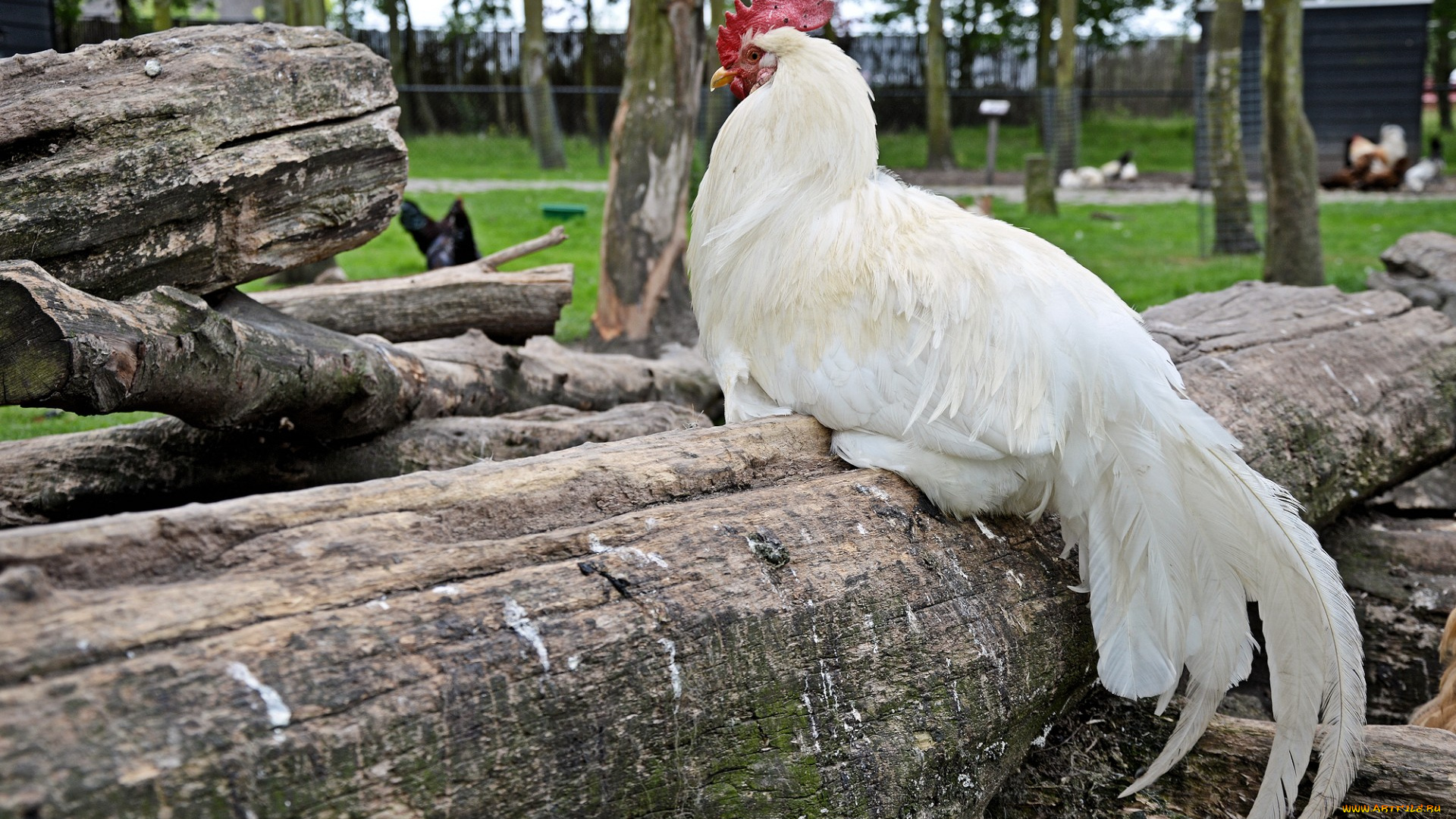 животные, куры, , петухи, петух