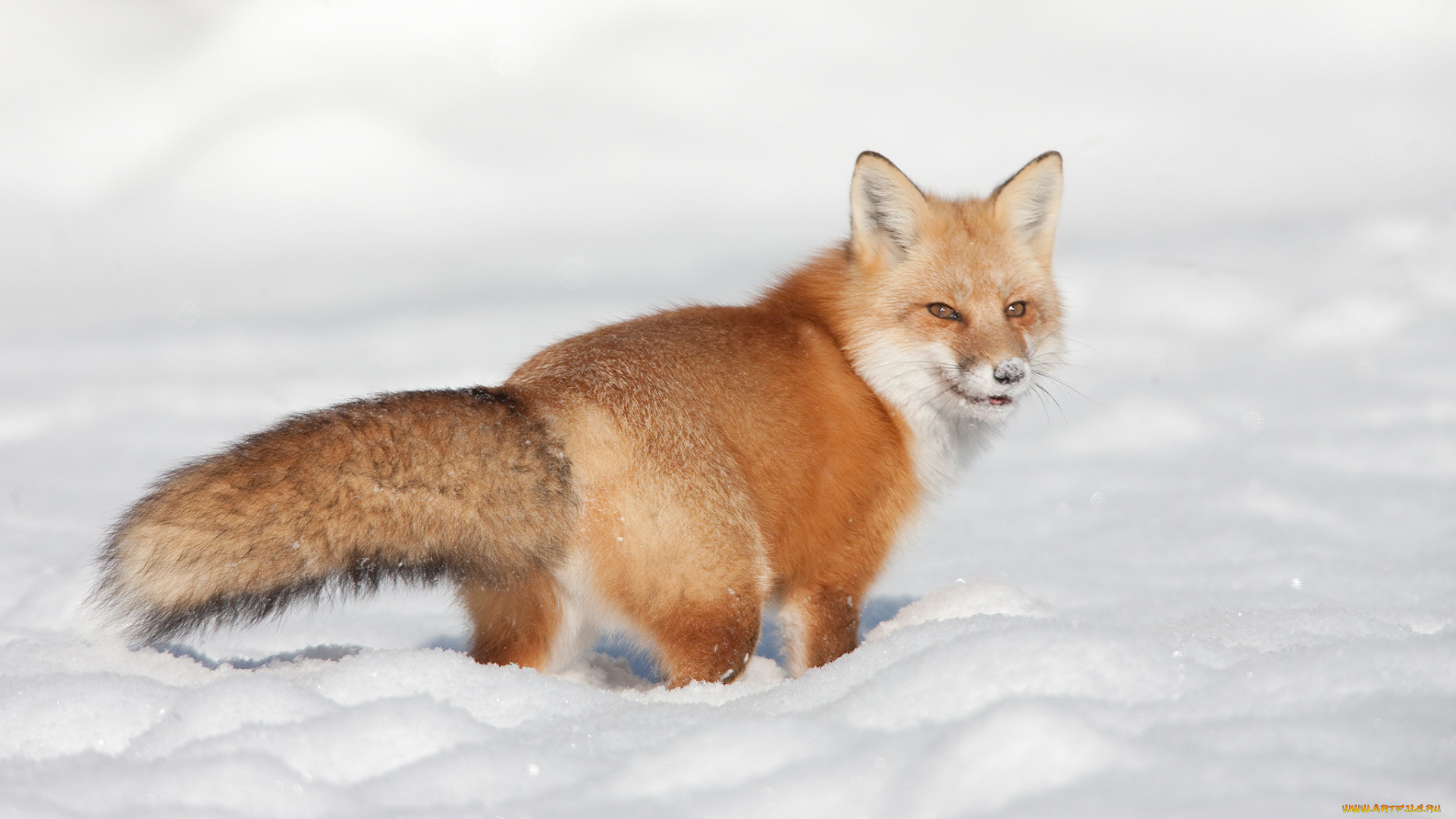 животные, лисы, лисичка