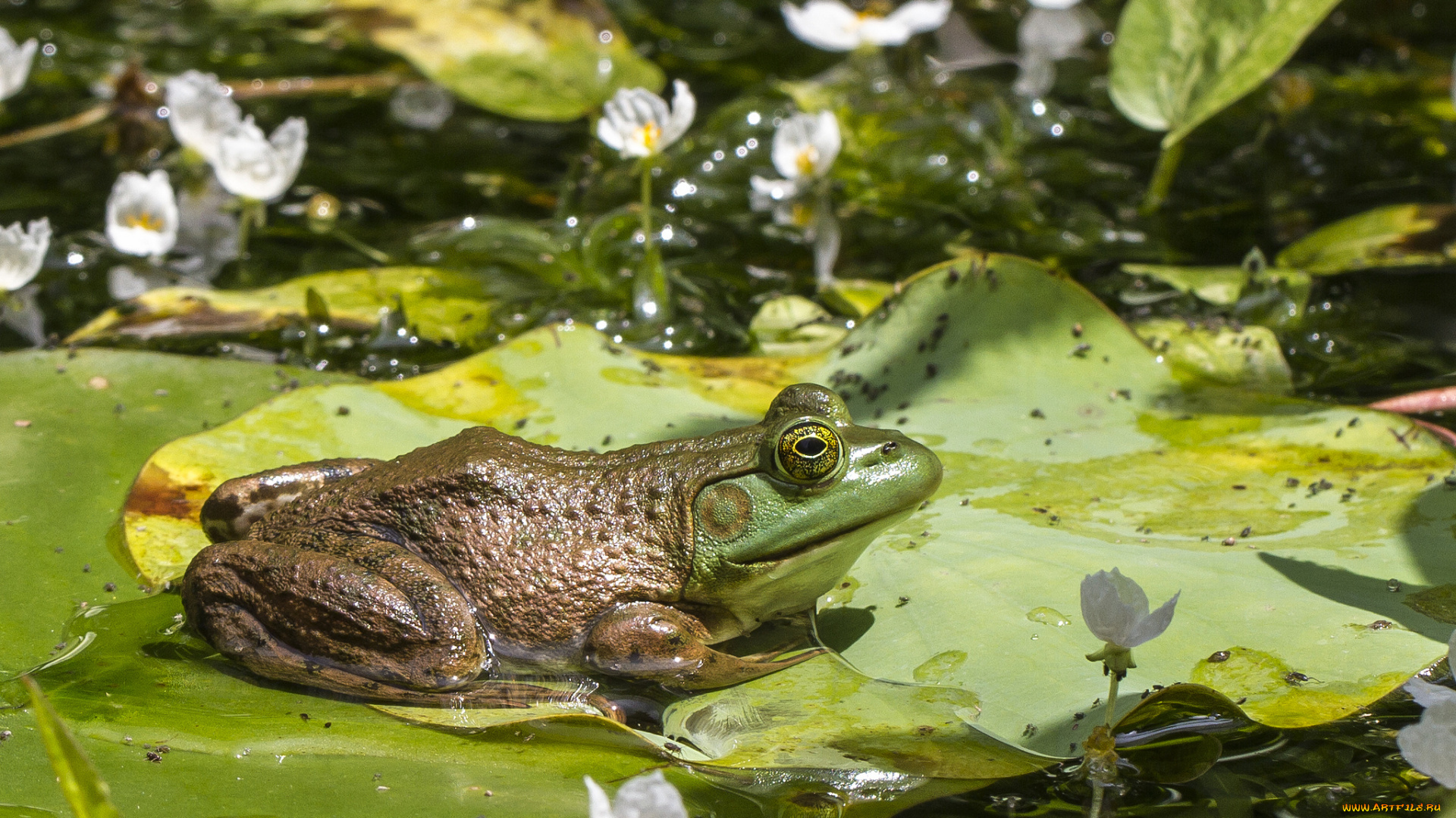 животные, лягушки, цветы, листья, лягушка, вода, озеро