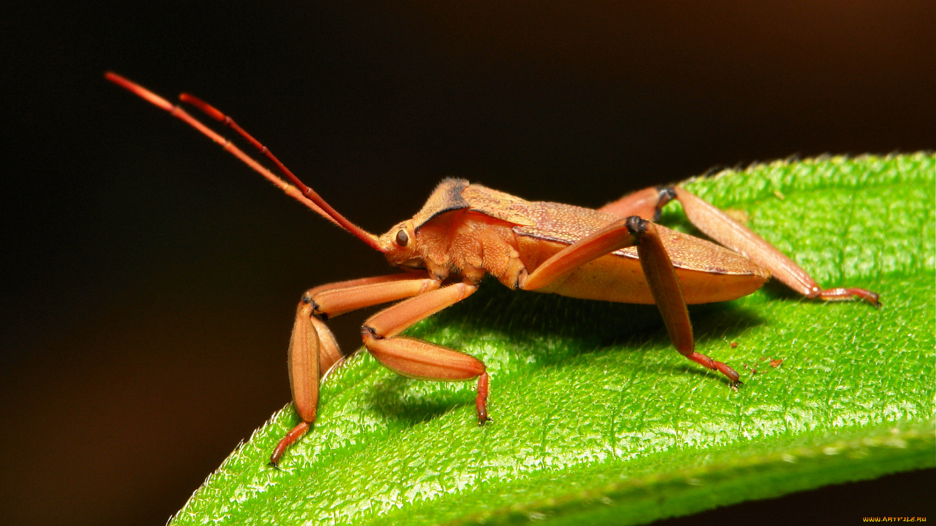 животные, насекомые, макро, травинка, жук, насекомое, фон