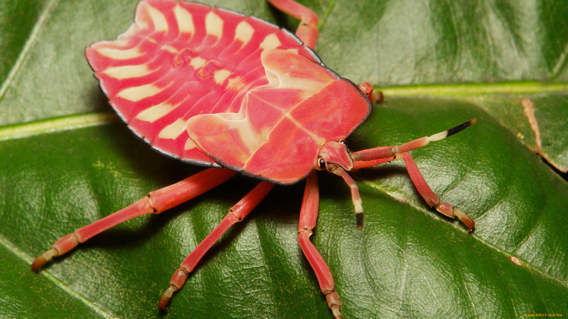 животные, насекомые, жук, лист, макро, itchydogimages