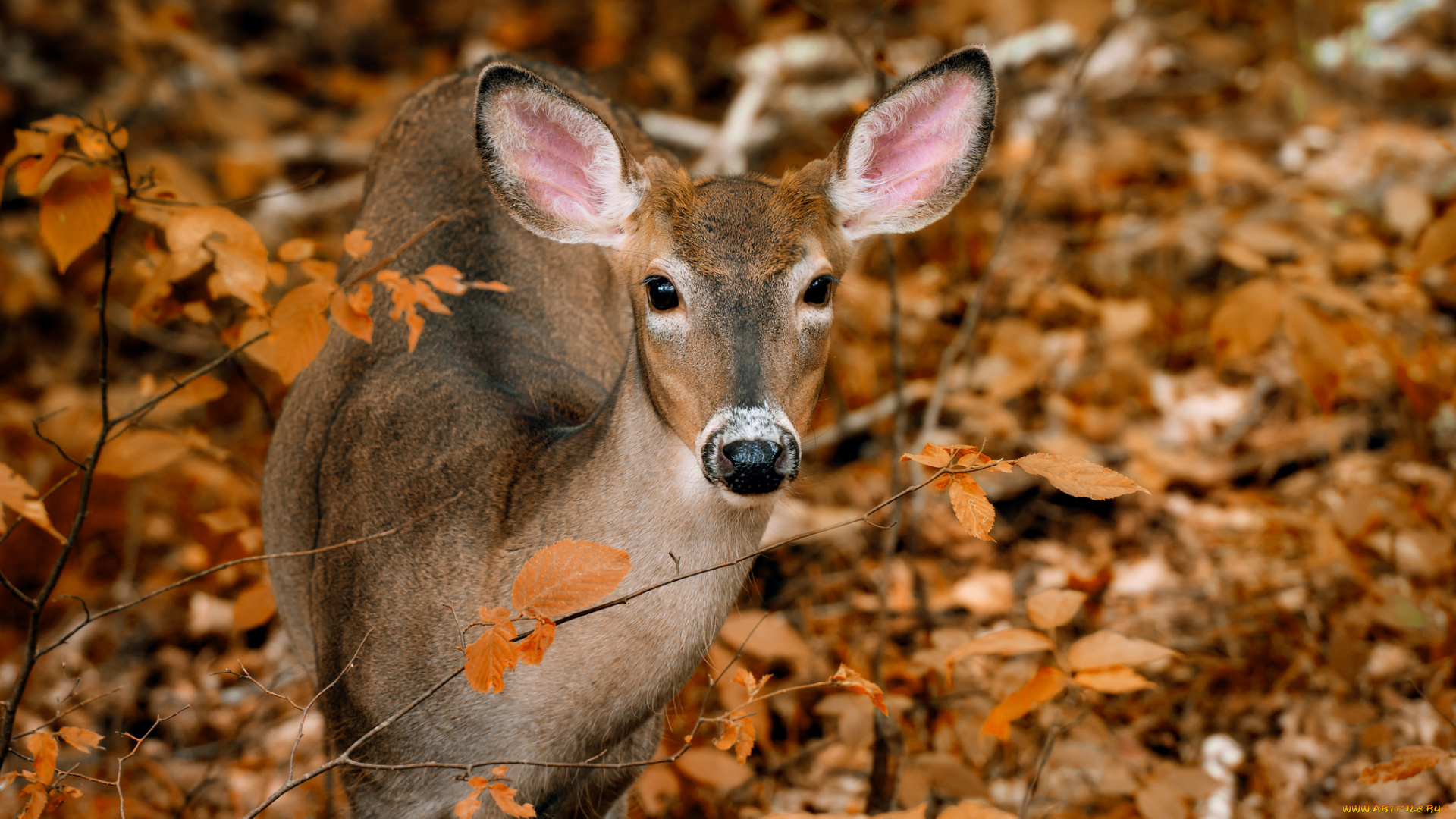 животные, олени, олениха