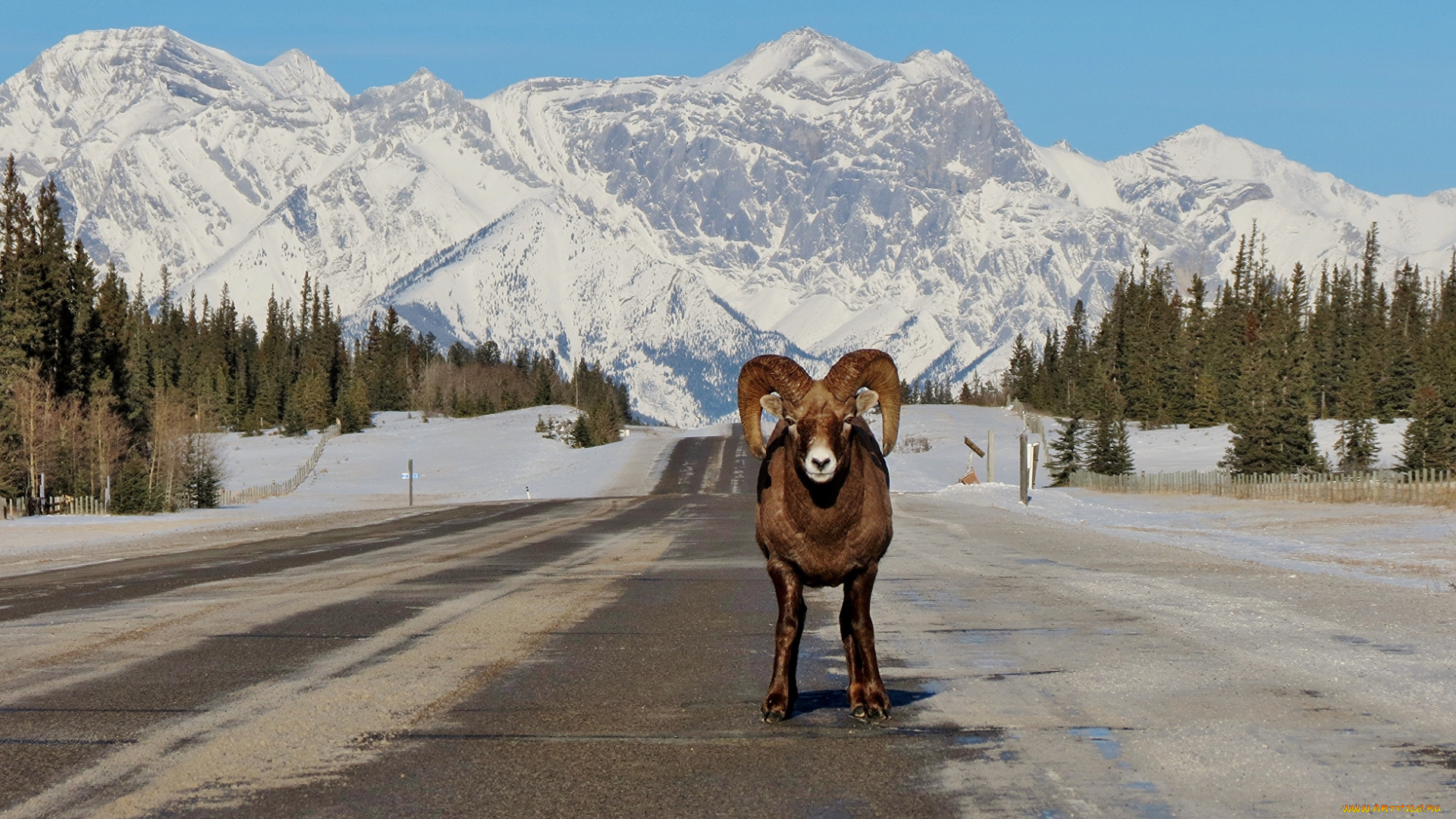 животные, овцы, , бараны, дорога, баран