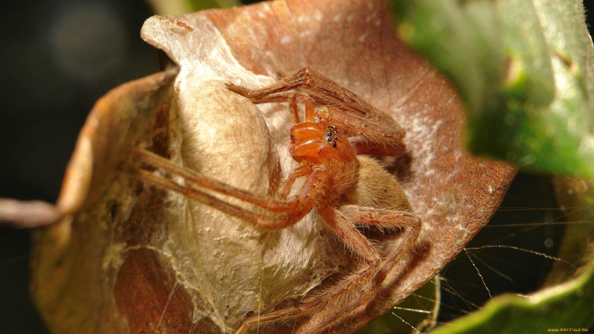 животные, пауки, макро, itchydogimages, паук, лист