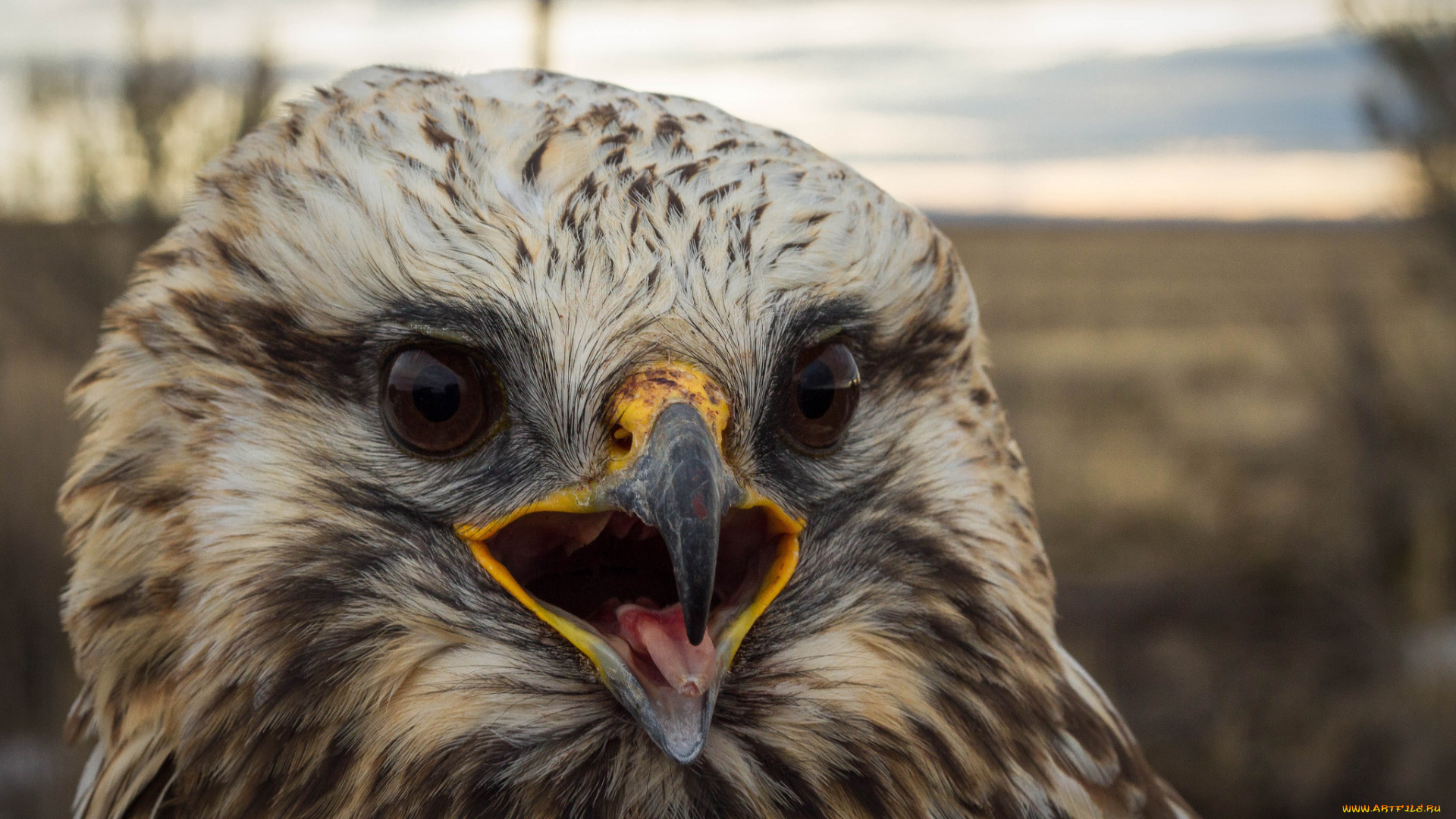 животные, птицы, -, хищники, голова, клюв, глаза