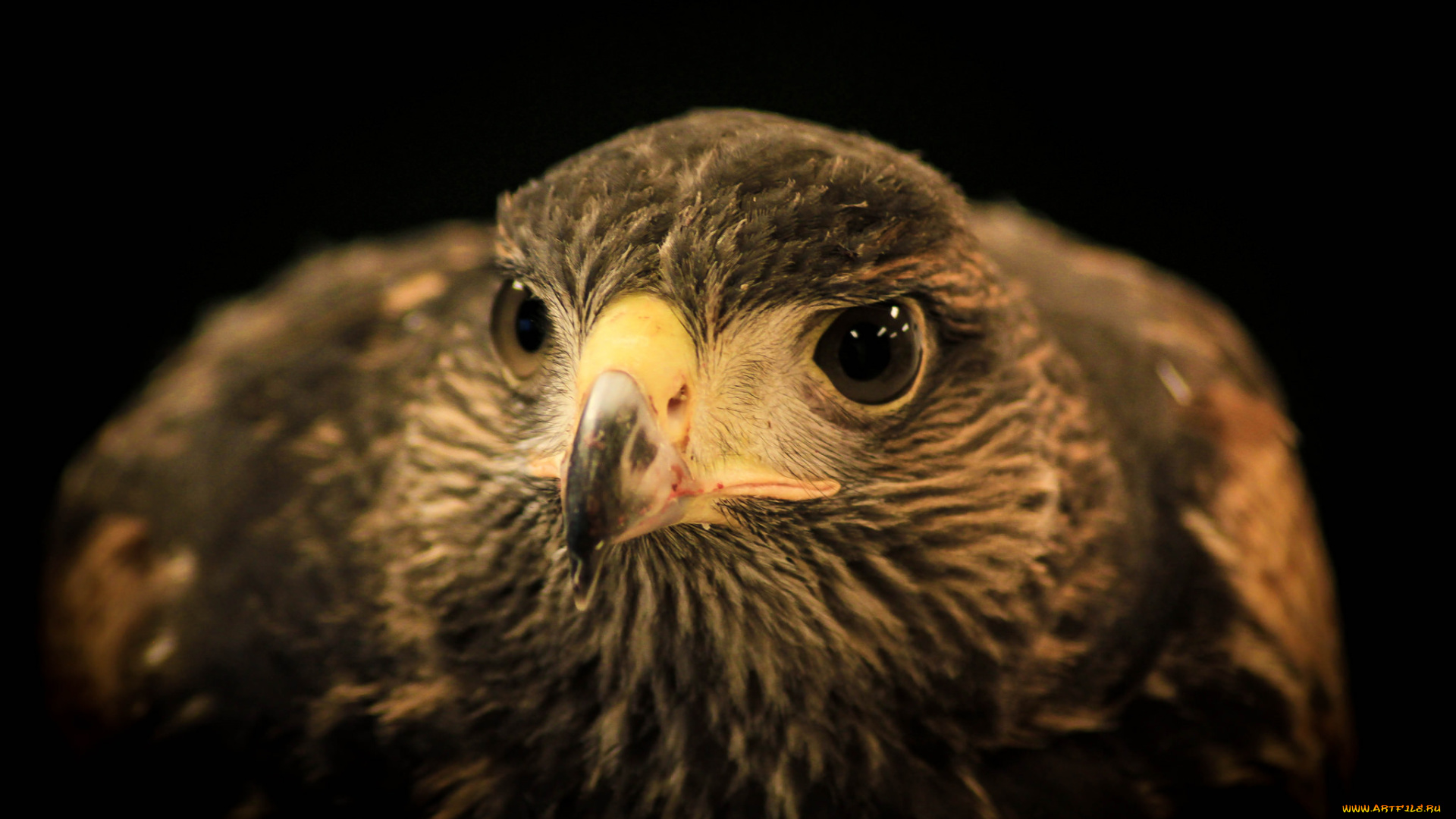 животные, птицы, -, хищники, голова, клюв, глаза