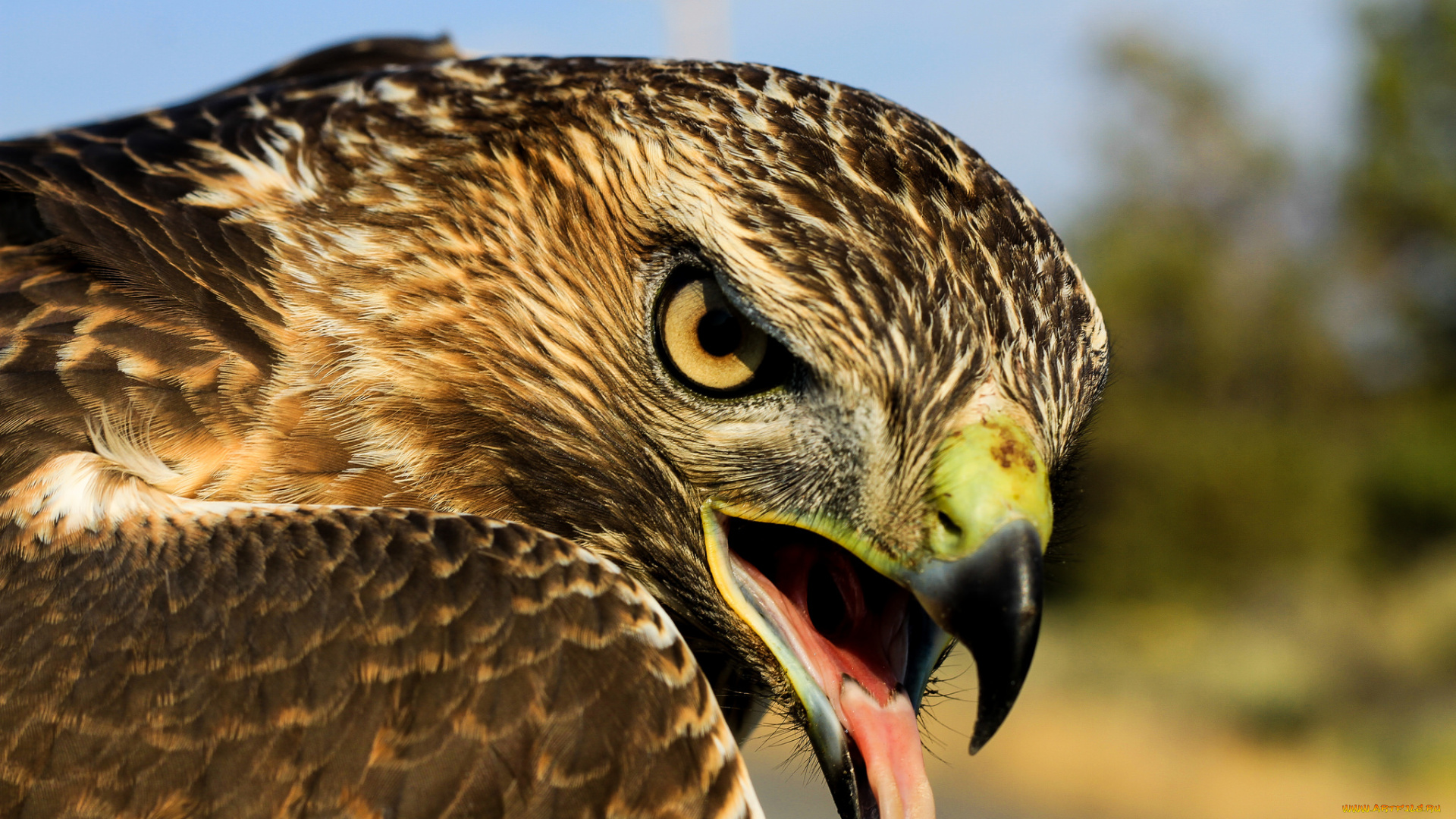 животные, птицы, -, хищники, голова, клюв, глаза