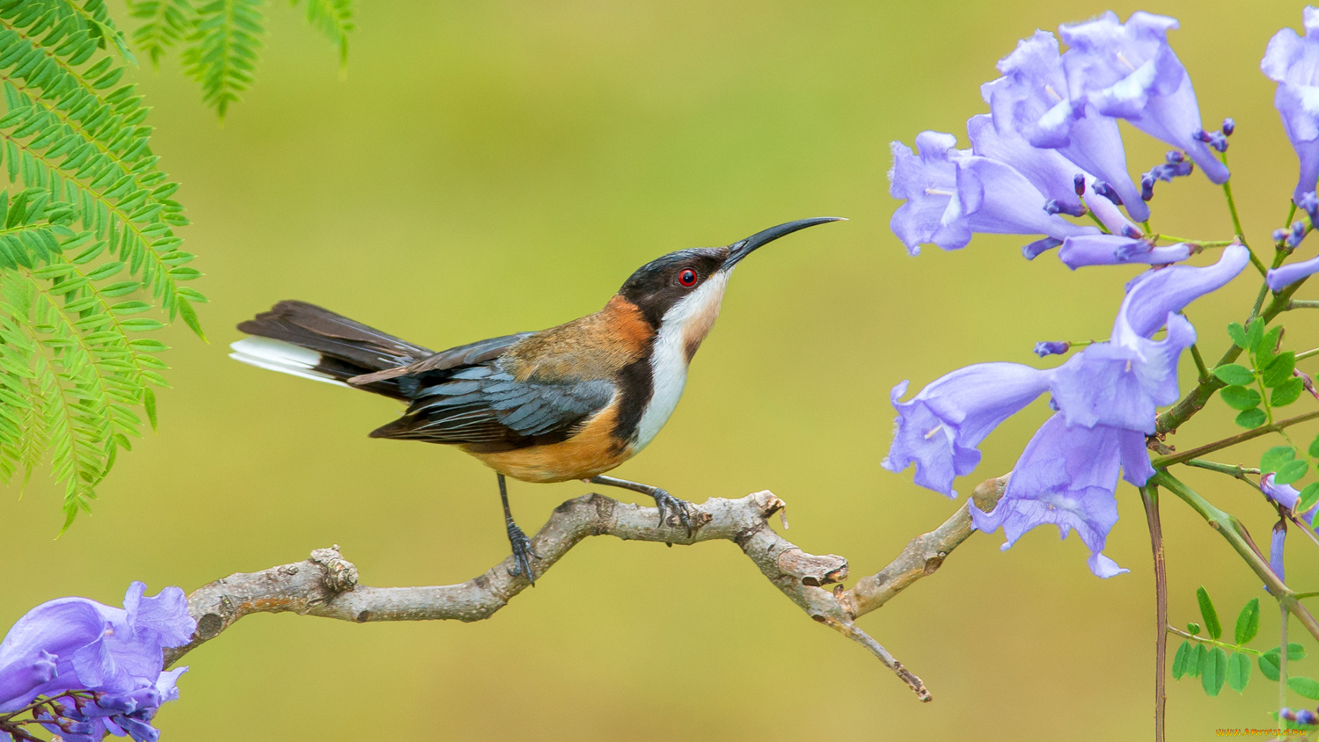 животные, птицы, птица, цветы, листья, ветка, acanthorhynchus, tenirostris, eastern, spinebill