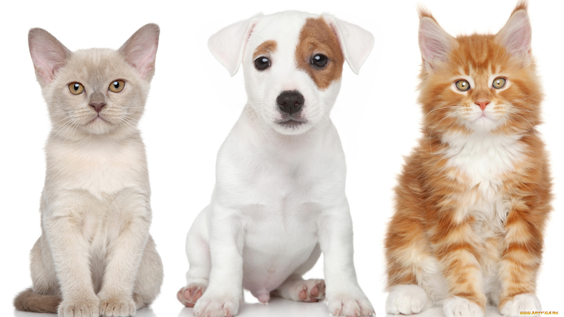 животные, разные, вместе, кошка, щенок, бигль, рыжая