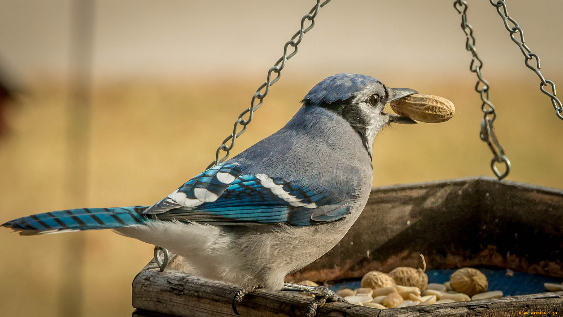 животные, сизоворонки, , ракши, сизоворонка