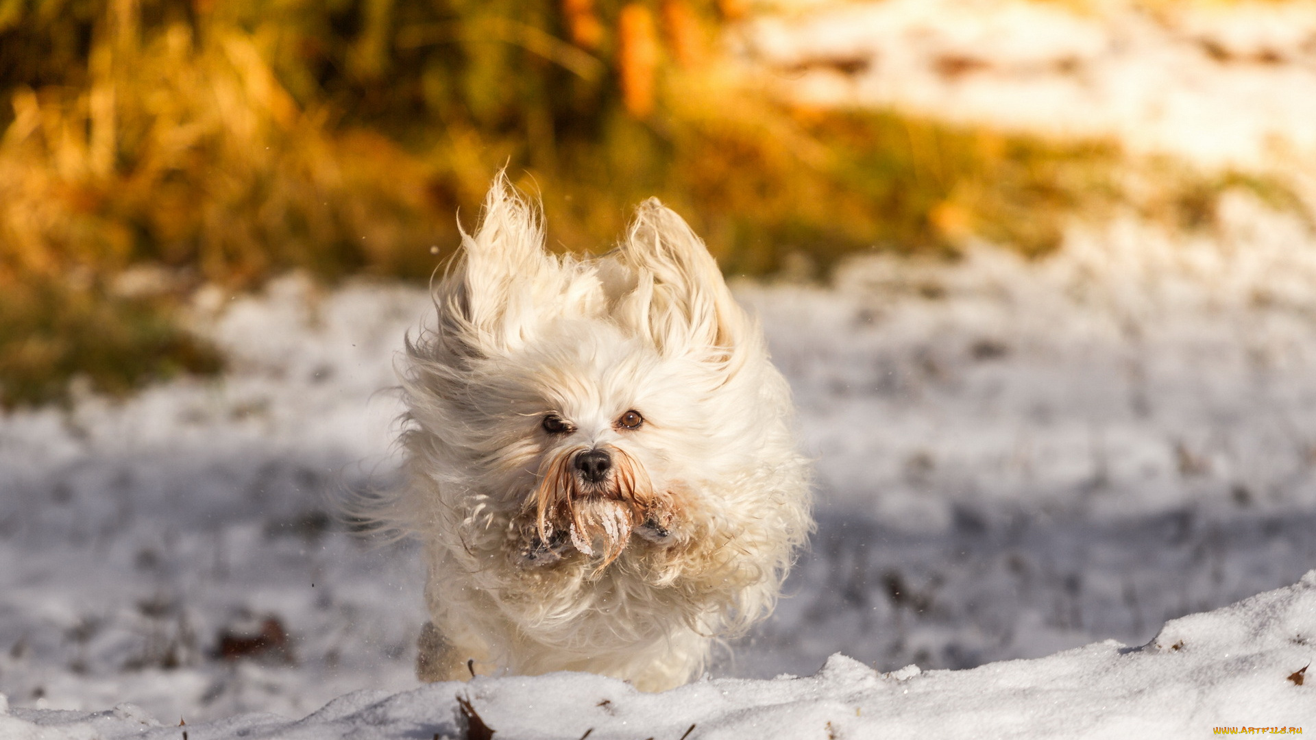 животные, собаки, снег, друг, зима, собака
