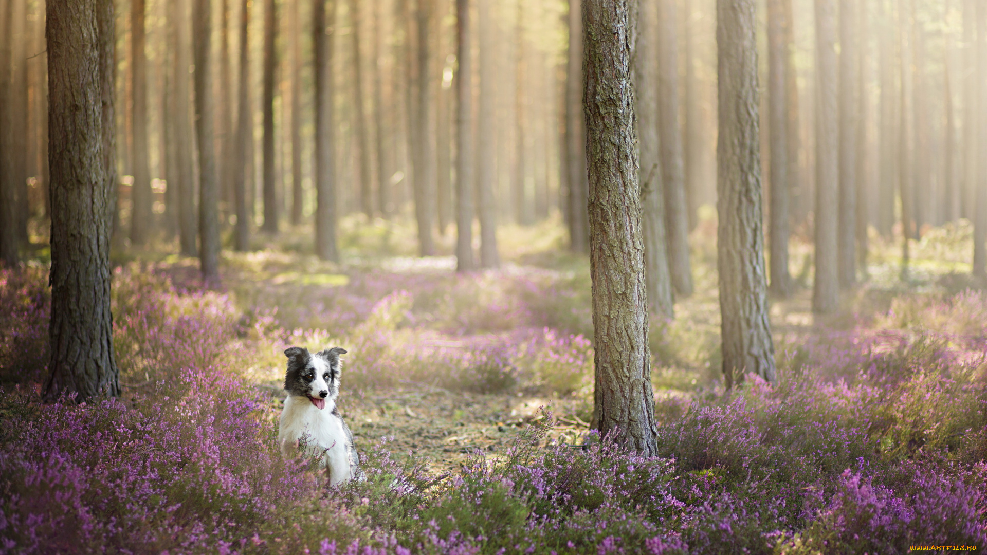 животные, собаки, собака, взгляд, друг, лес