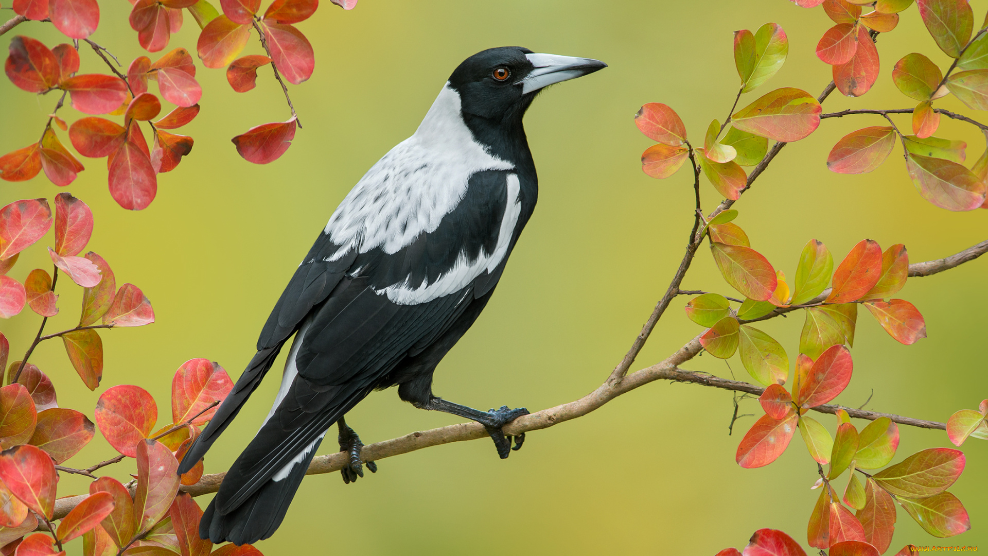 животные, сороки, cracticus, tibicen, австралийская, сорока, птица, природа, фон, осень, листья, ветка