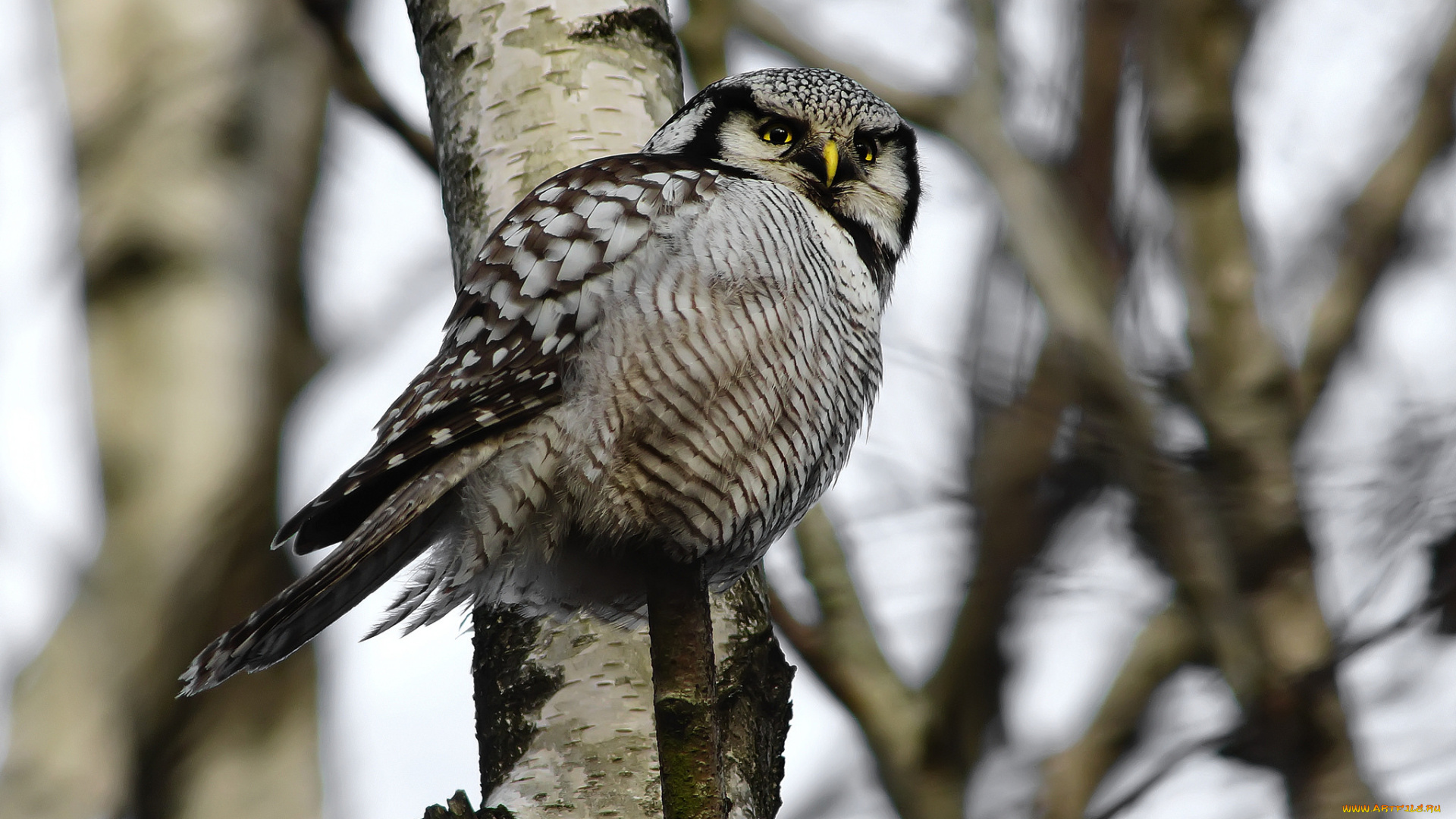 животные, совы, дерево, взгляд, лес, птица, ястребиная, сова, ветки