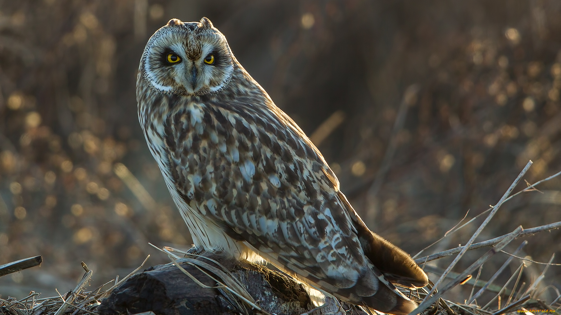 животные, совы, сова