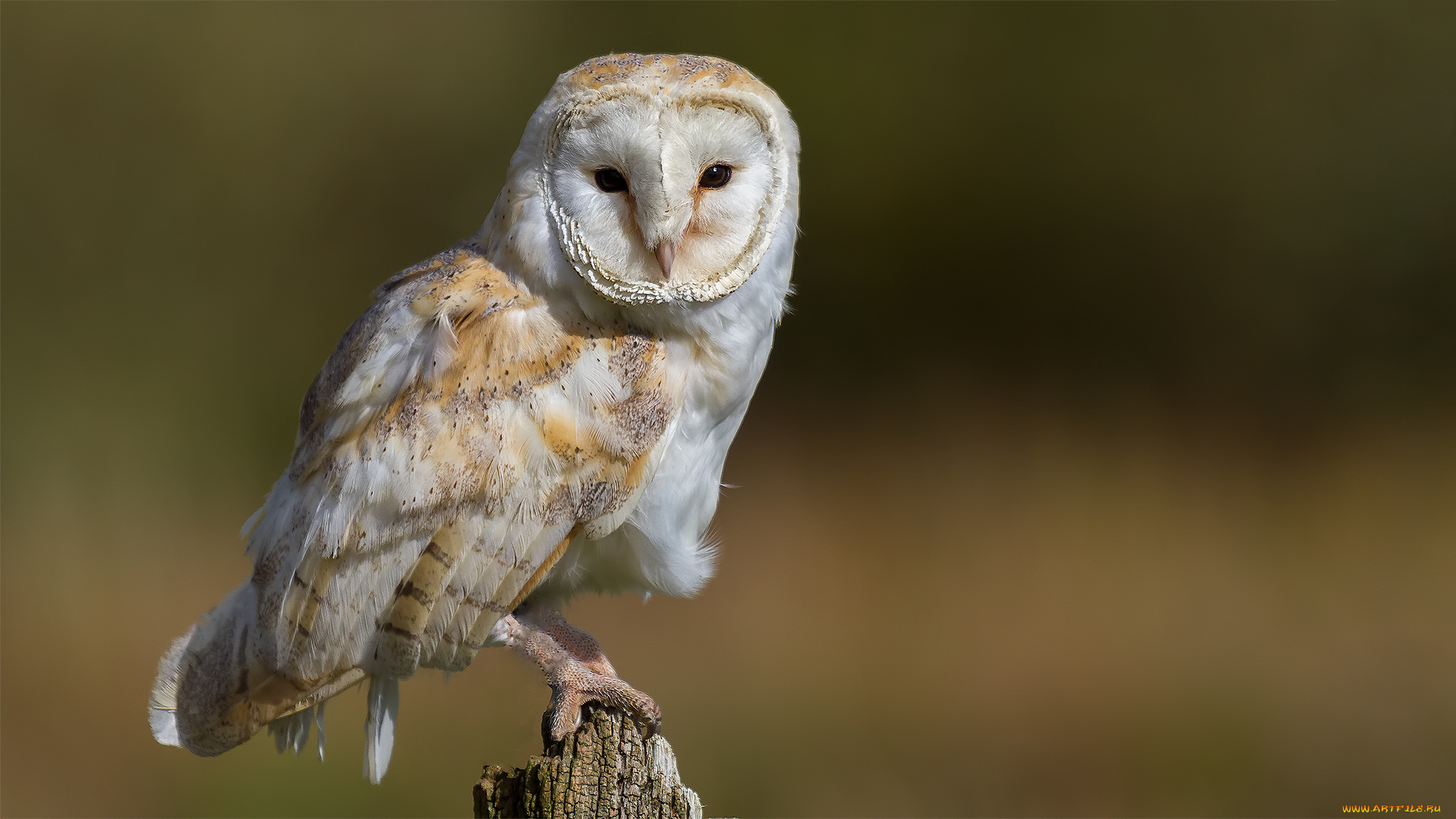животные, совы, сова