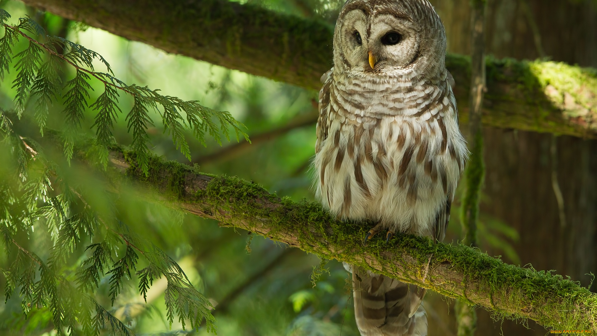животные, совы, сова
