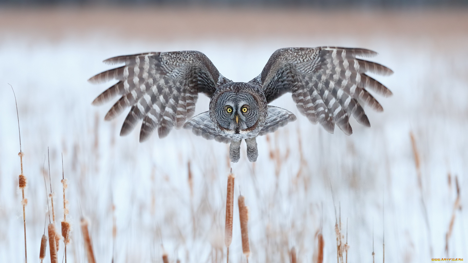 животные, совы, сова, полёт, взгляд, птица, зима, камыш, крылья