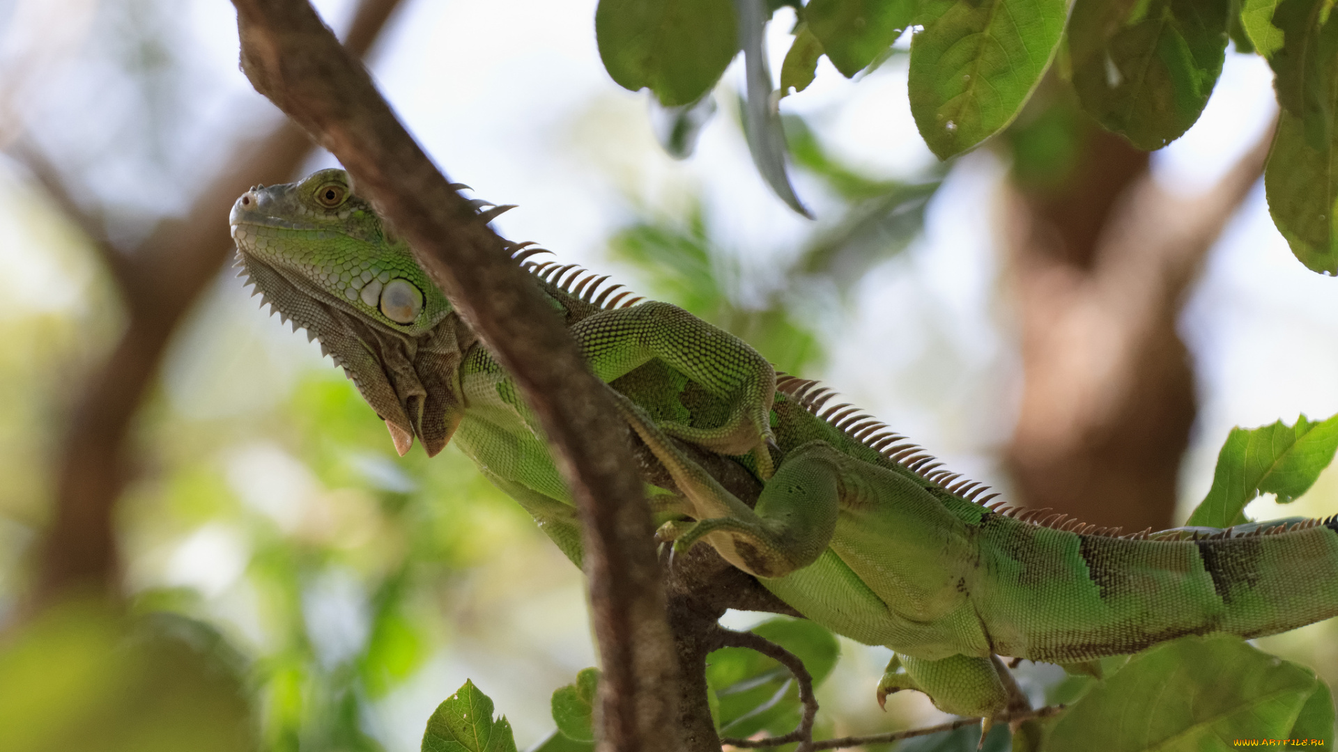 животные, Ящерицы, , игуаны, , вараны, игуана, дерево