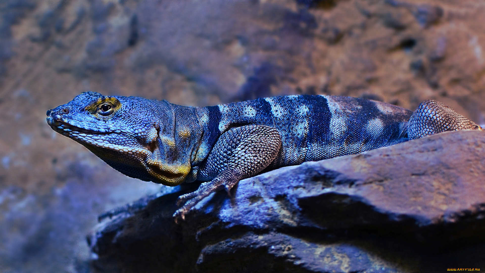 животные, Ящерицы, , игуаны, , вараны, ящерица