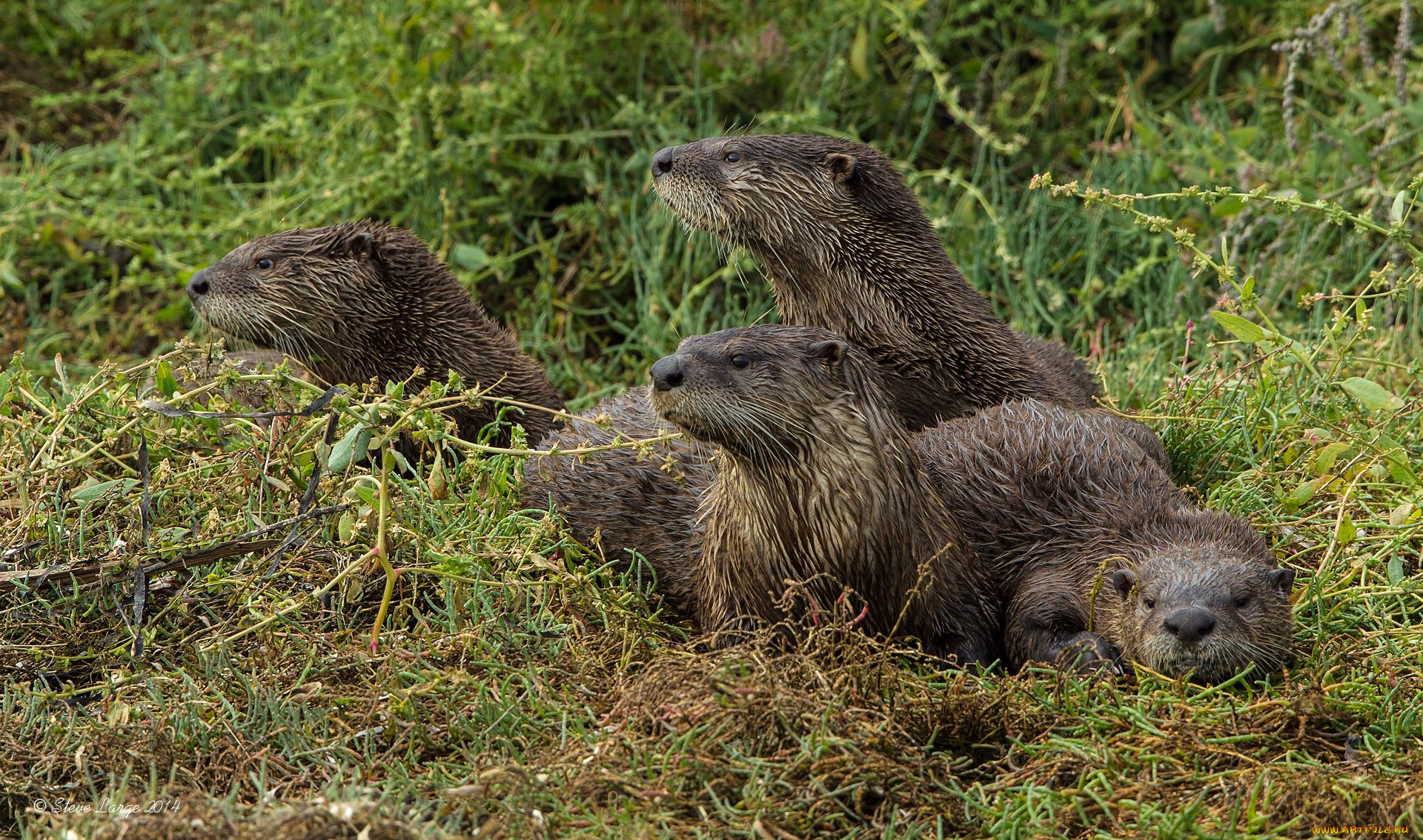животные, выдры, , каланы, , ондатры, семейка