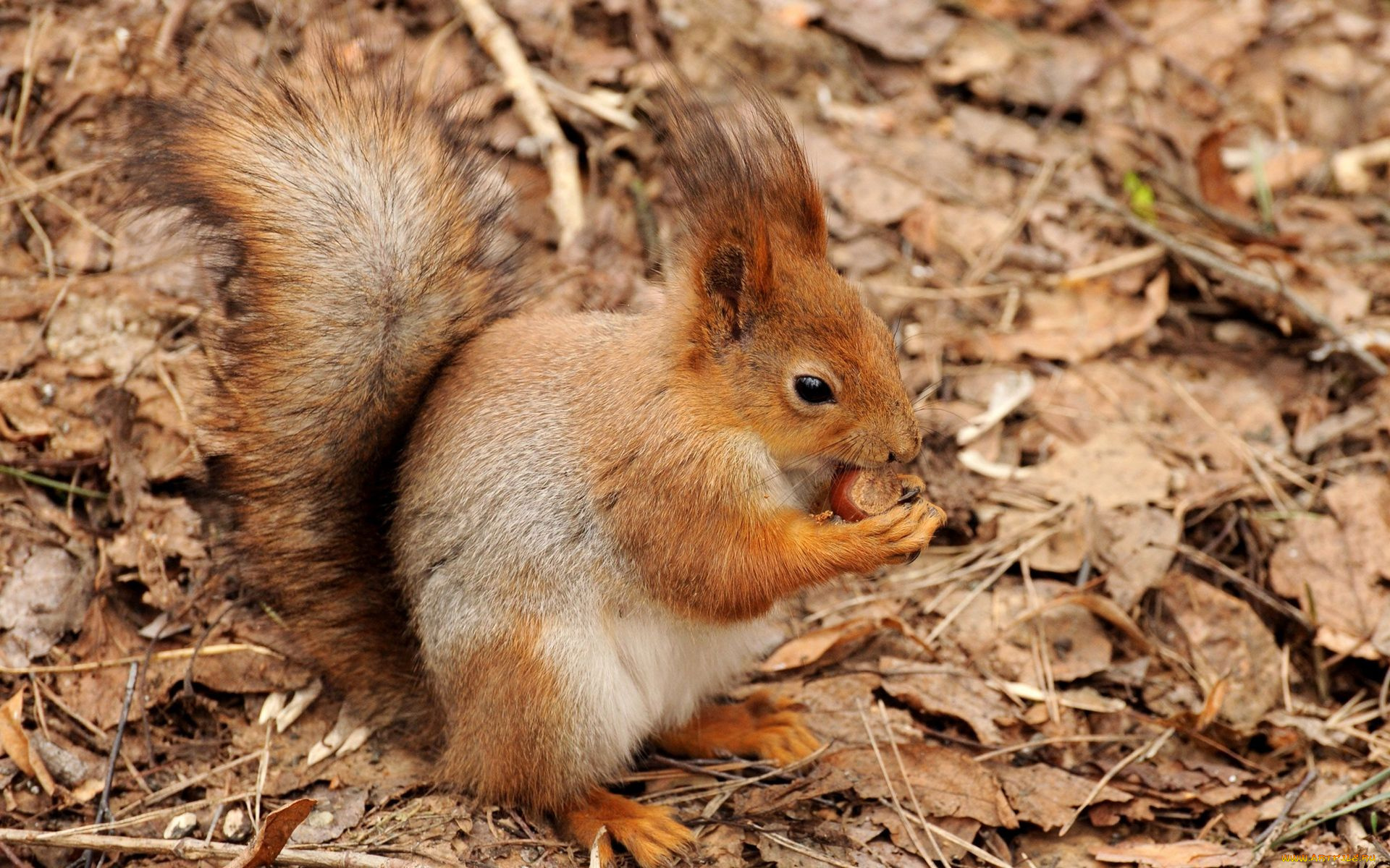 животные, белки, орех, белка