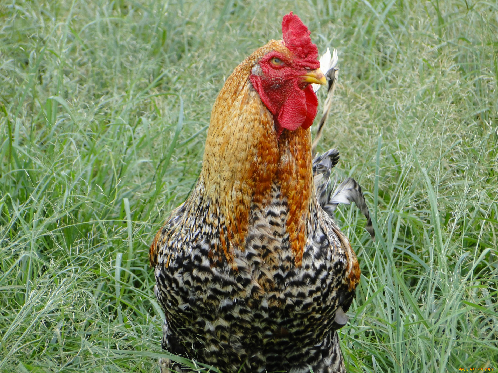 животные, куры, , петухи, петух