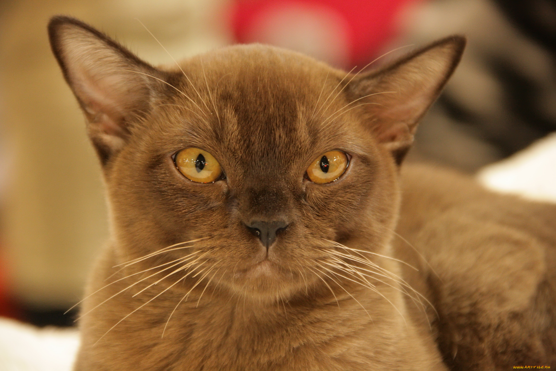 животные, коты, мордочка, кошка