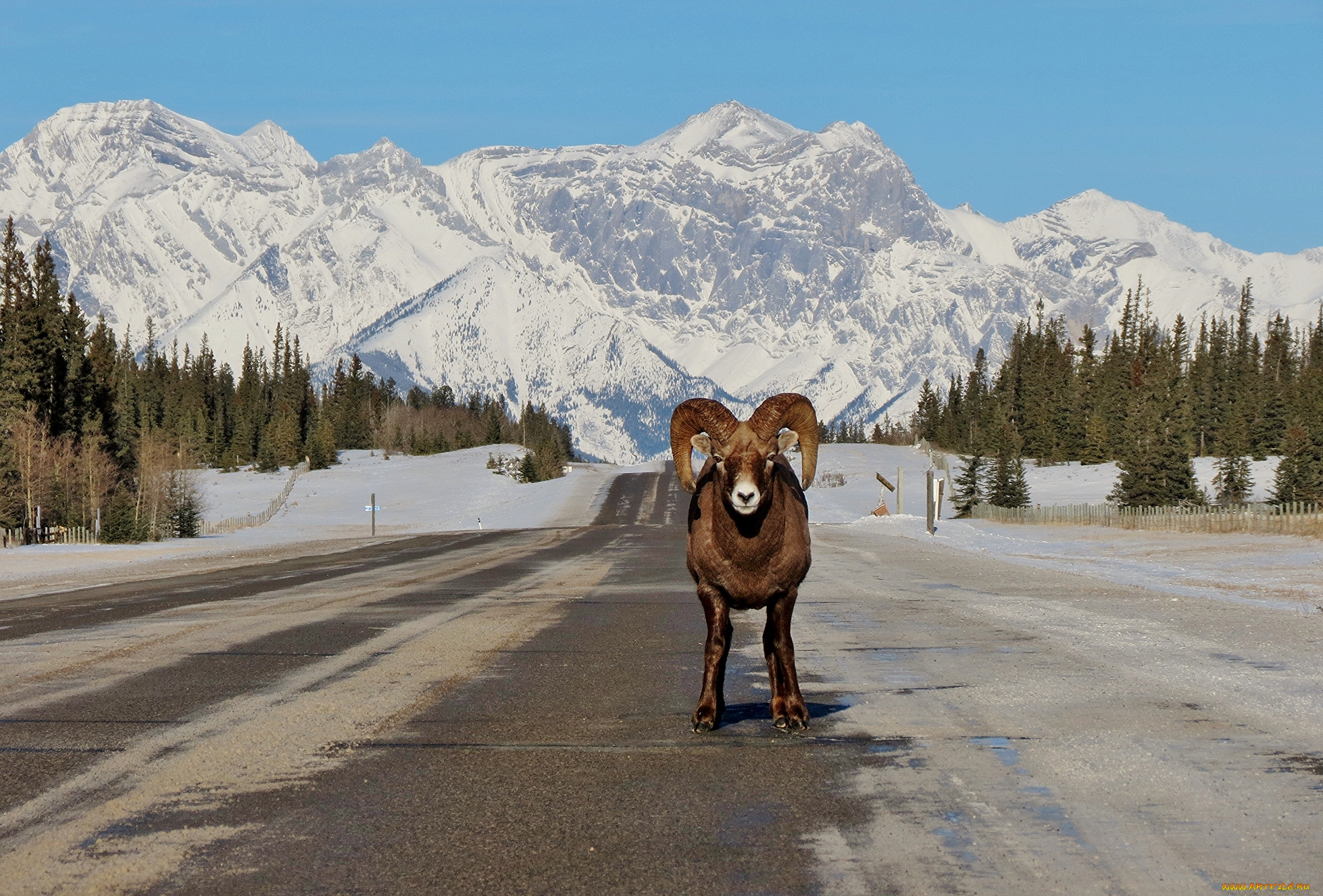 животные, овцы, , бараны, дорога, баран