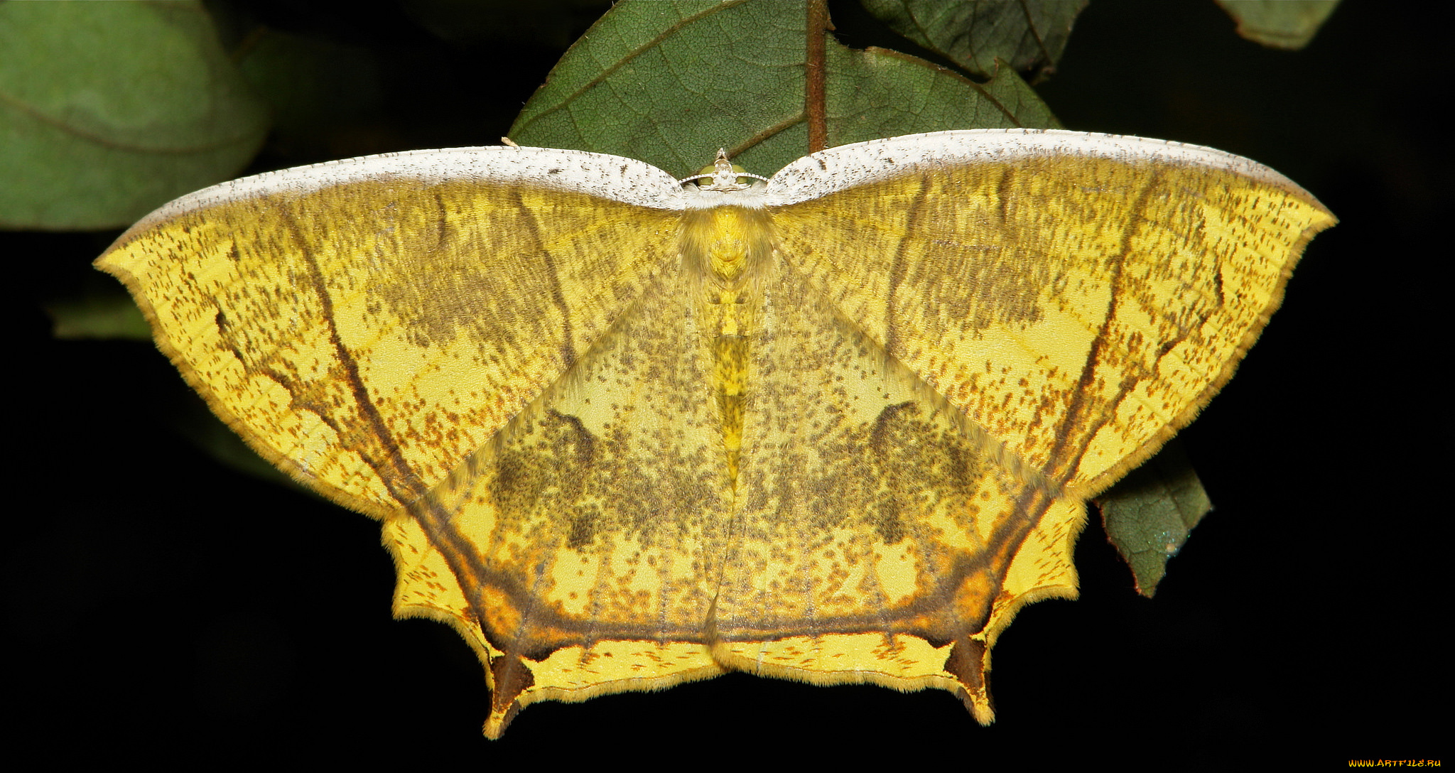 животные, бабочки, , мотыльки, , моли, макро, itchydogimages, мотылёк, насекомое