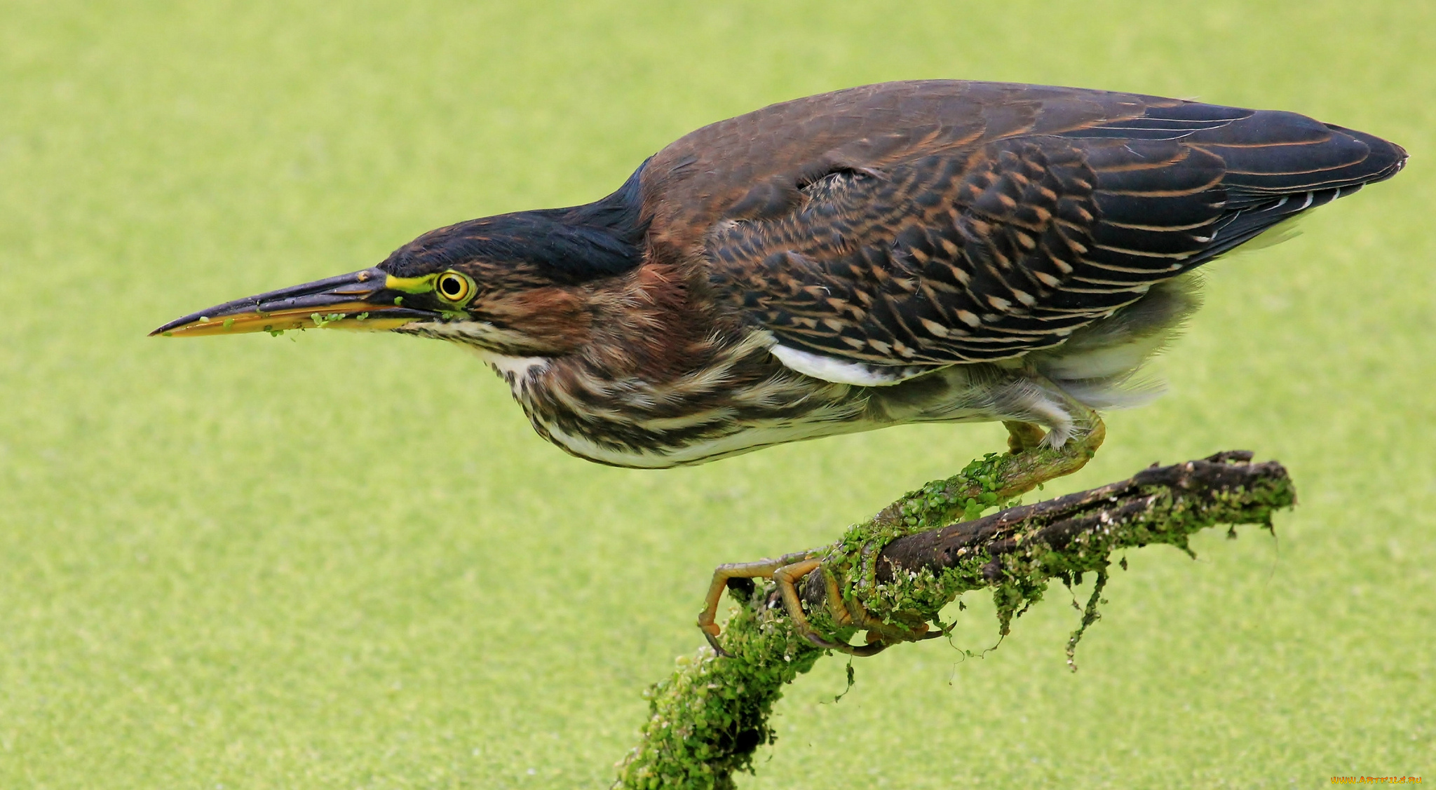 животные, цапли, , выпи, выпь
