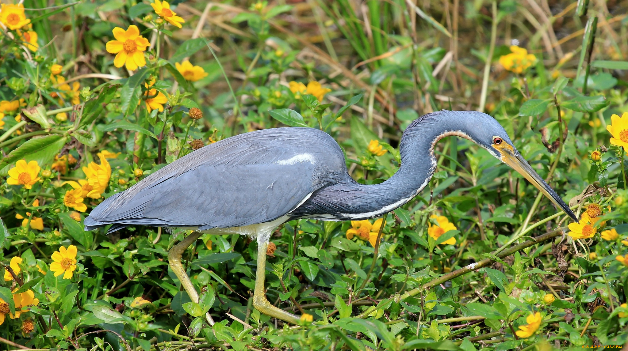животные, цапли, , выпи, цапля, серая