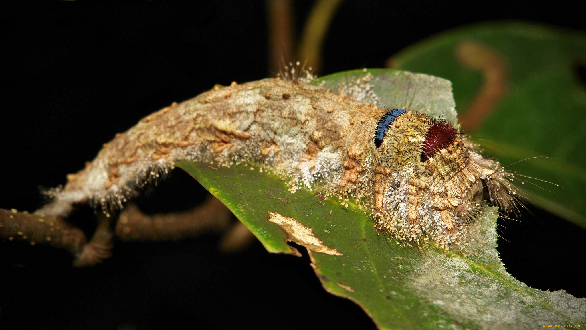 животные, гусеницы, itchydogimages, макро, гусеница, лист