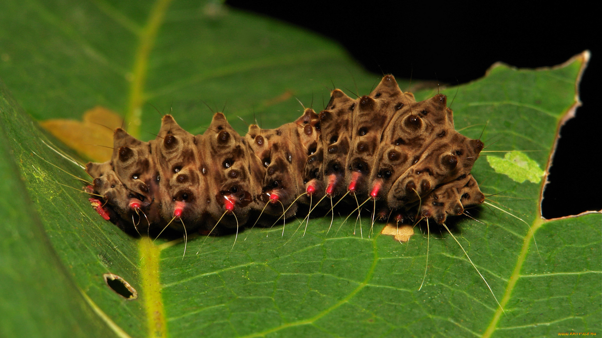 животные, гусеницы, лист, гусеница, макро, itchydogimages