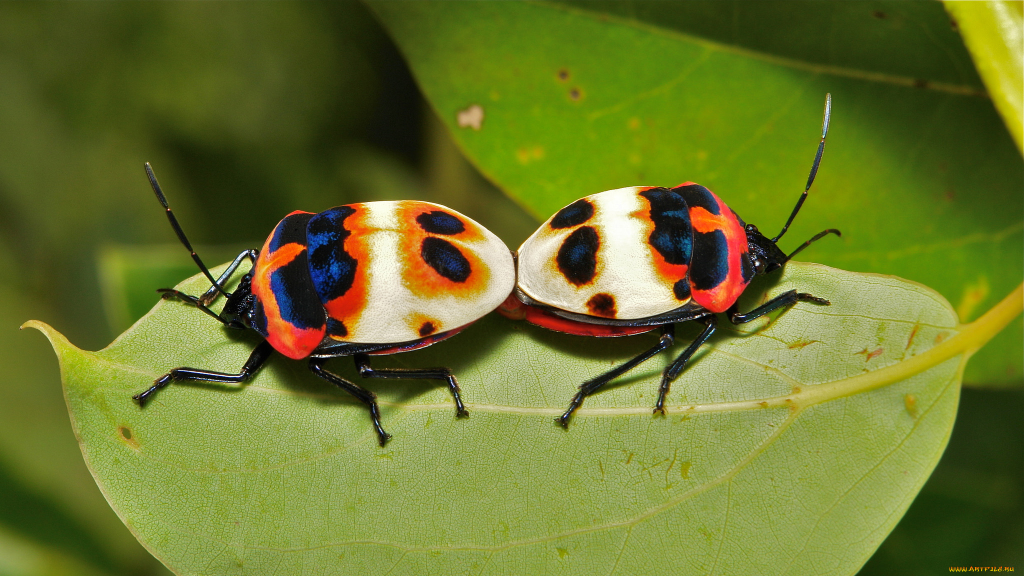 животные, насекомые, жук, травинка, макро, лист