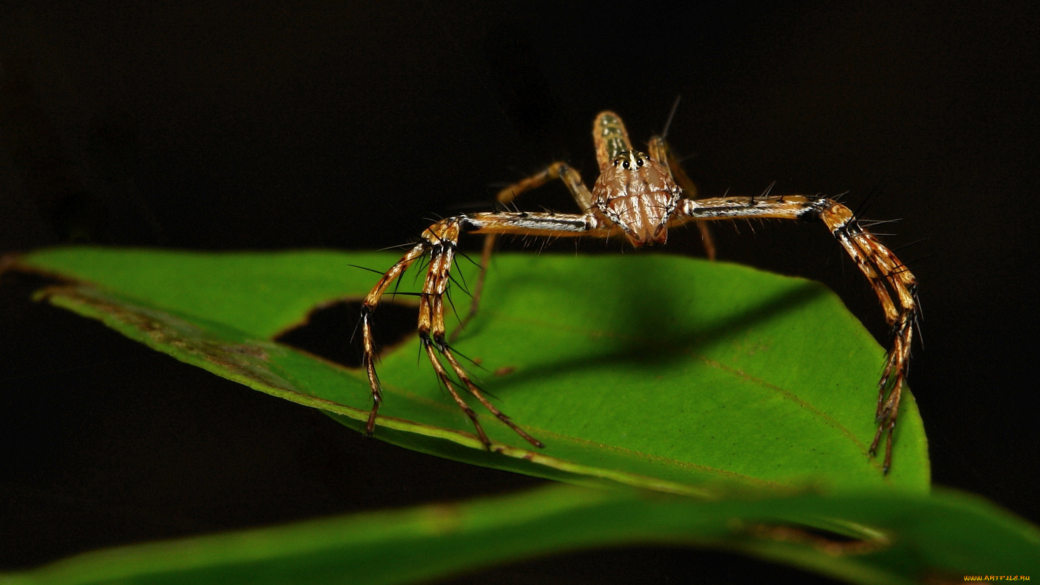 животные, пауки, itchydogimages, макро, насекомое, лист, паук