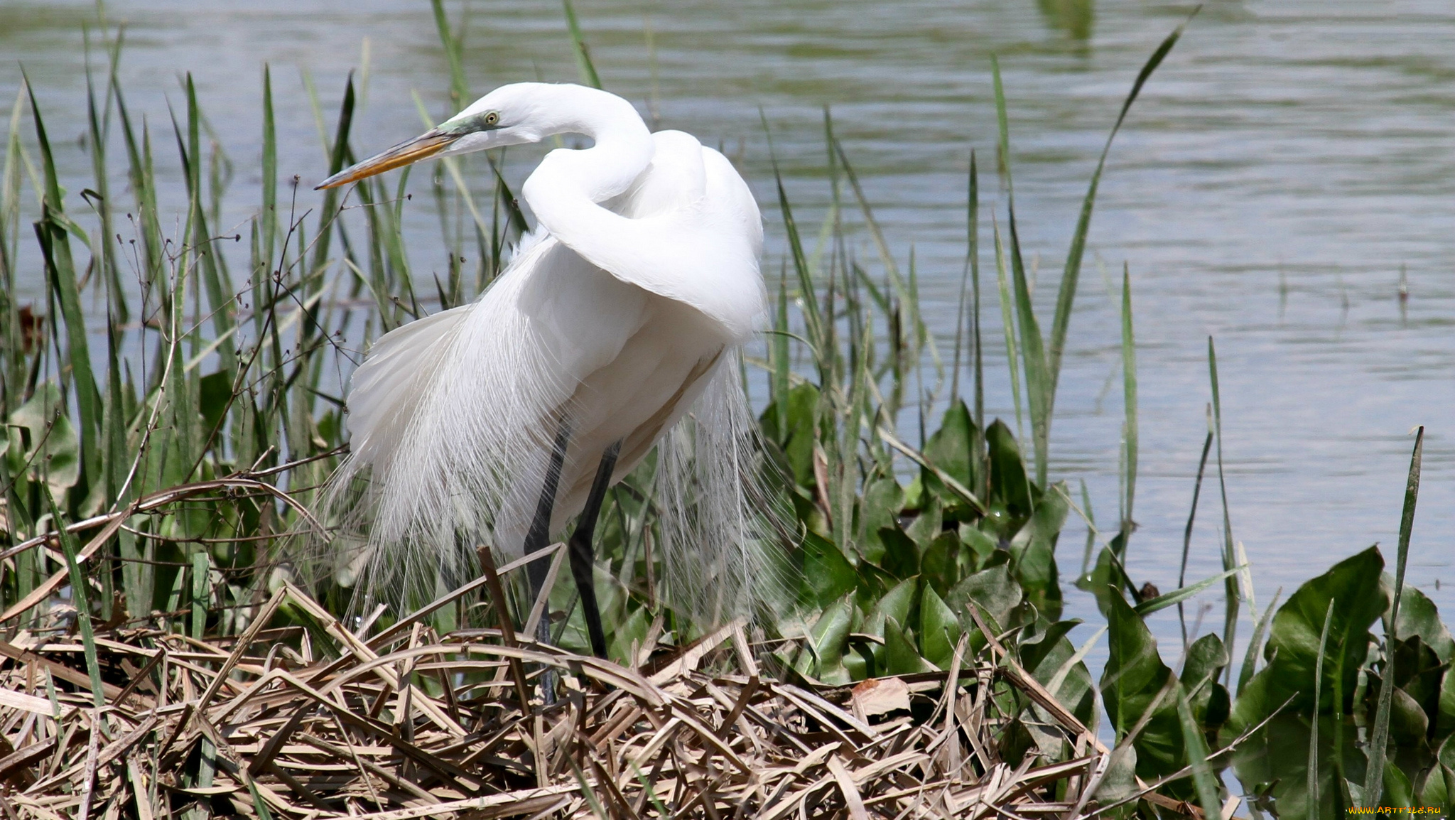 животные, цапли, , выпи, белая, цапля