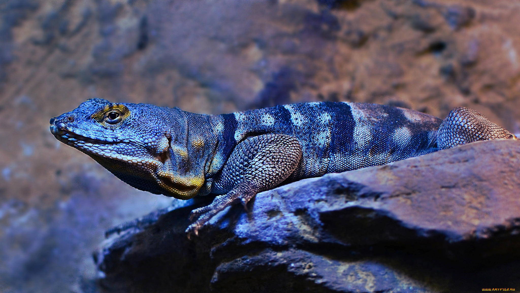 животные, Ящерицы, , игуаны, , вараны, ящерица