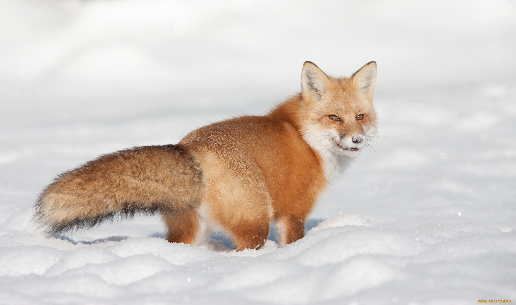 животные, лисы, лисичка