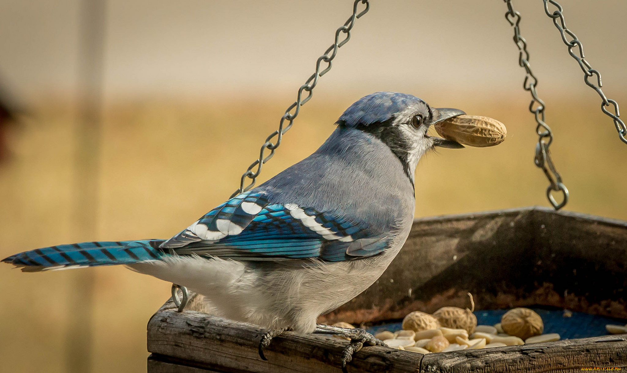 животные, сизоворонки, , ракши, сизоворонка