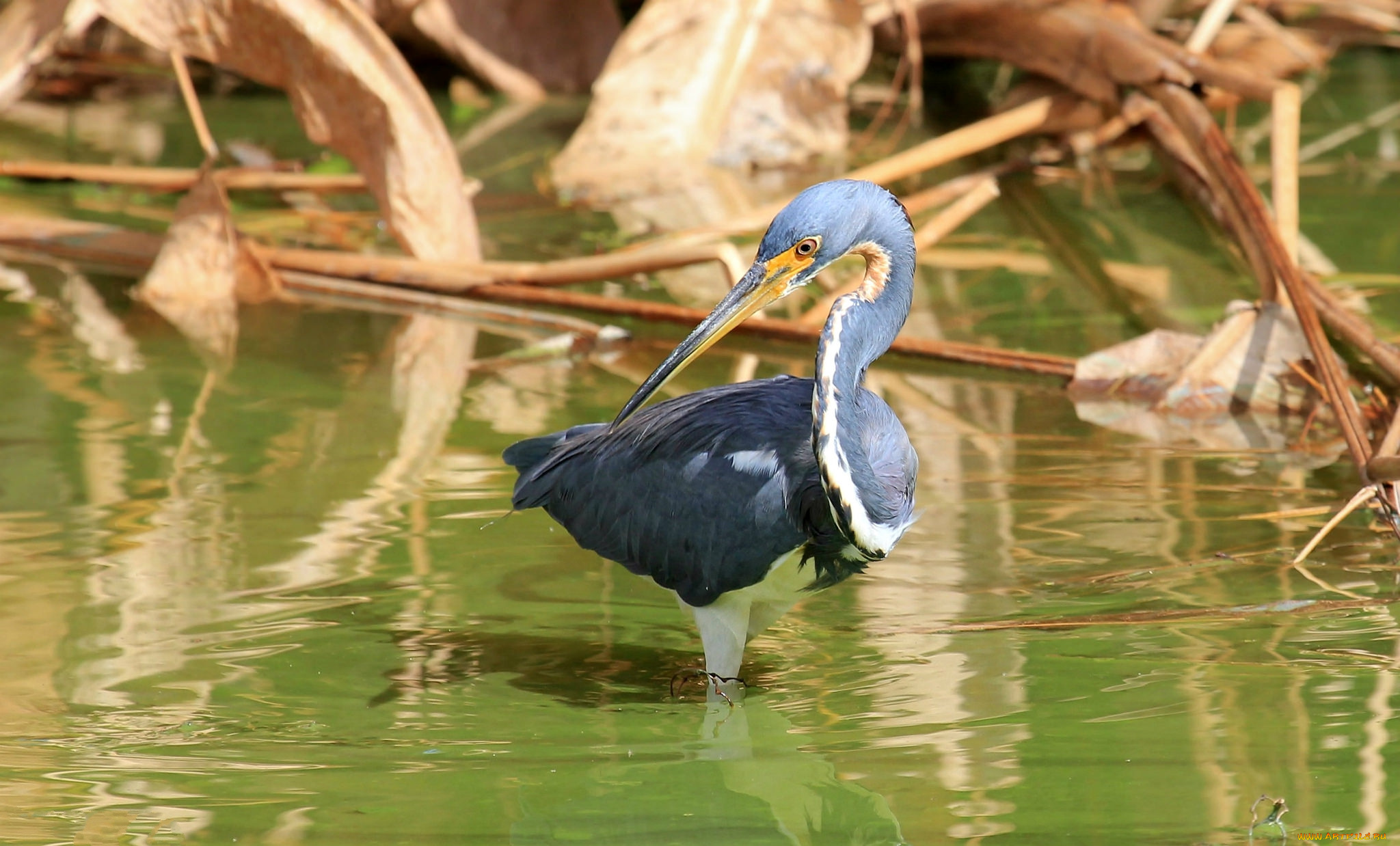 животные, цапли, , выпи, цапля, серая