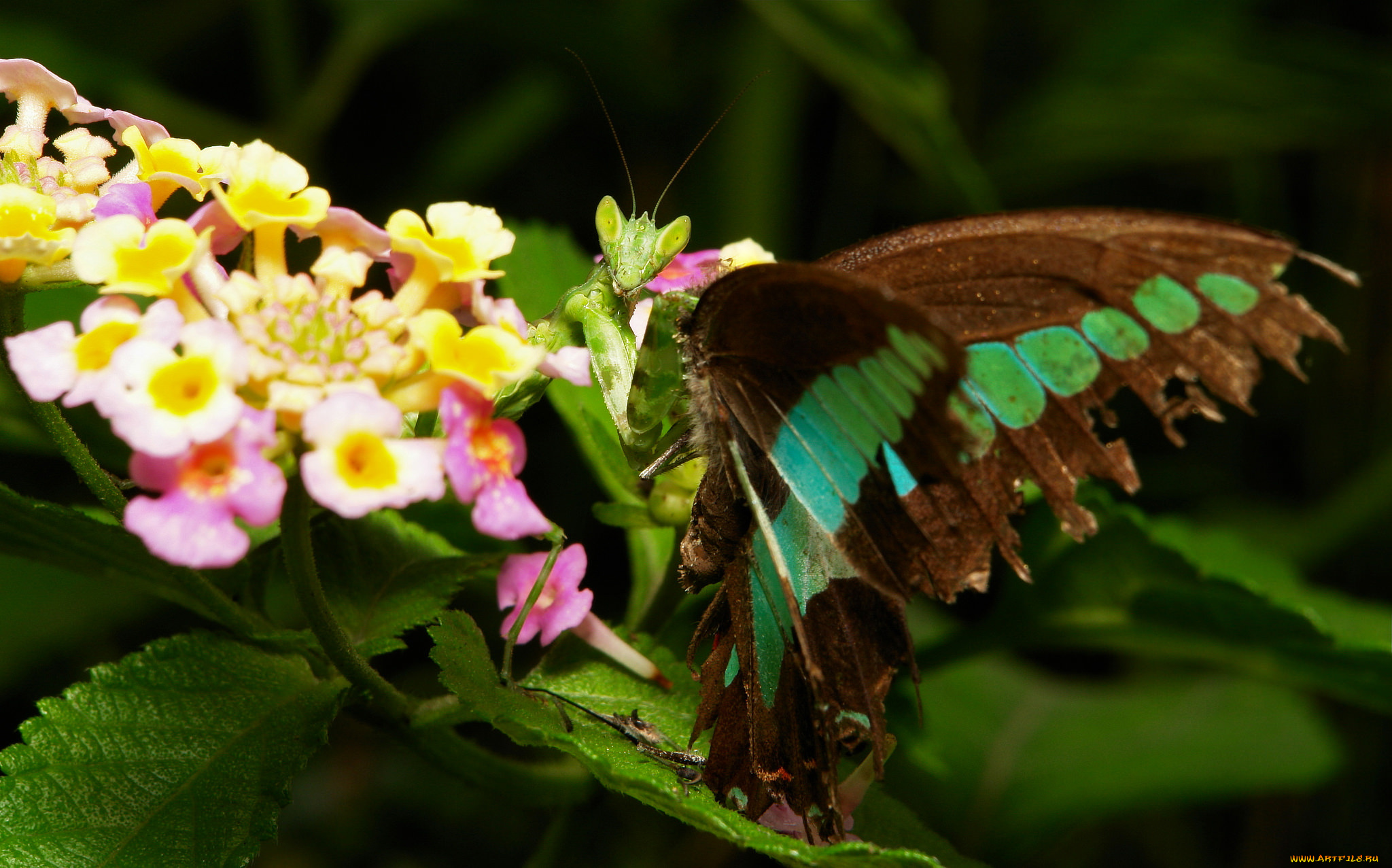 животные, богомолы, цветы, богомол, макро, бабочка, itchydogimages