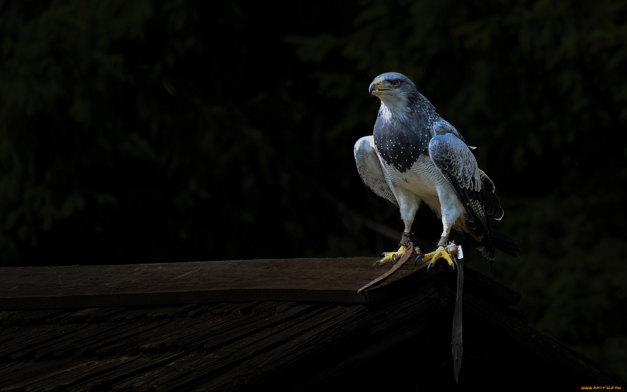 животные, птицы, -, хищники, ястреб