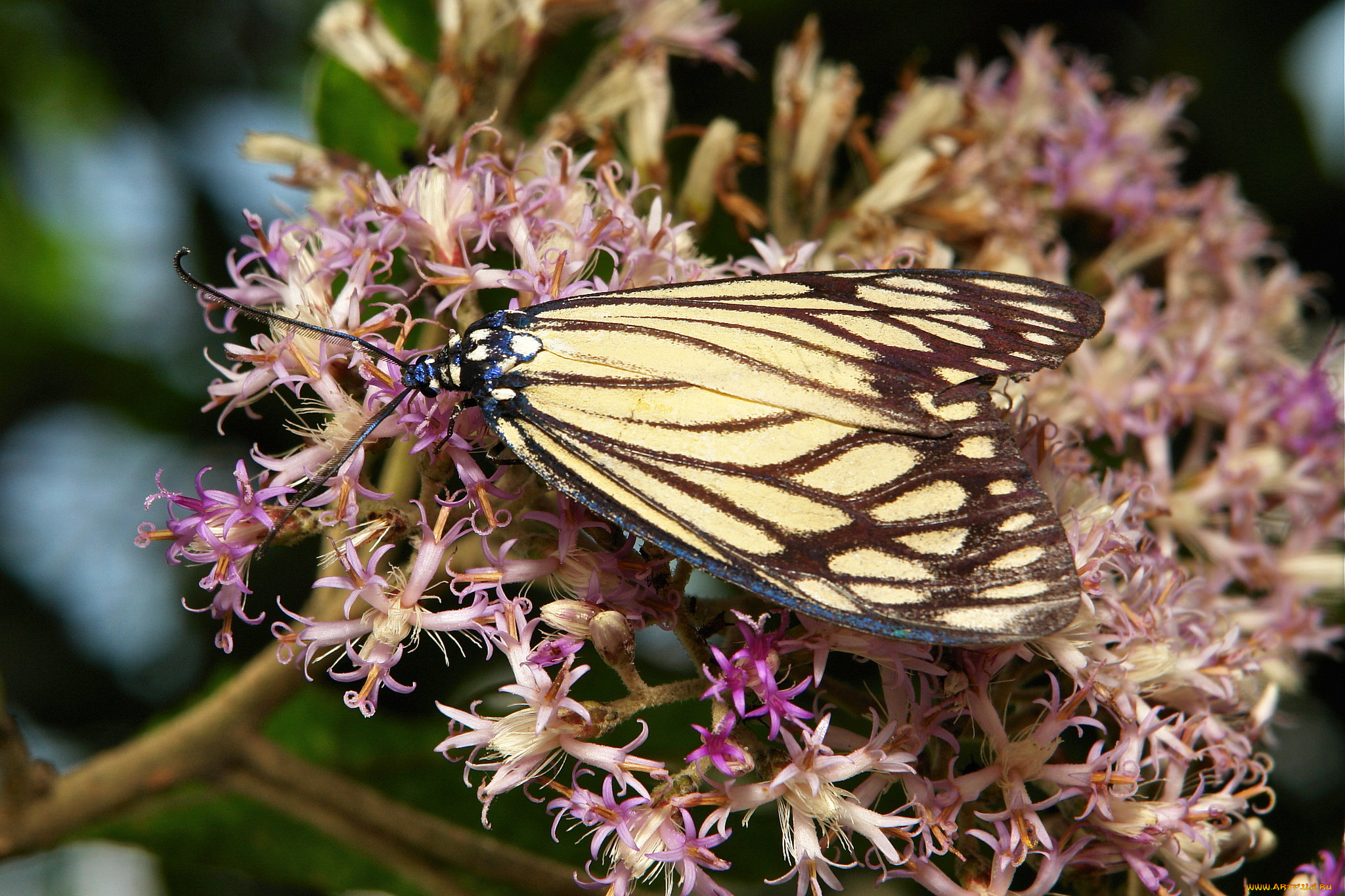 животные, бабочки, , мотыльки, , моли, цветы, бабочка, моль, макро, itchydogimages