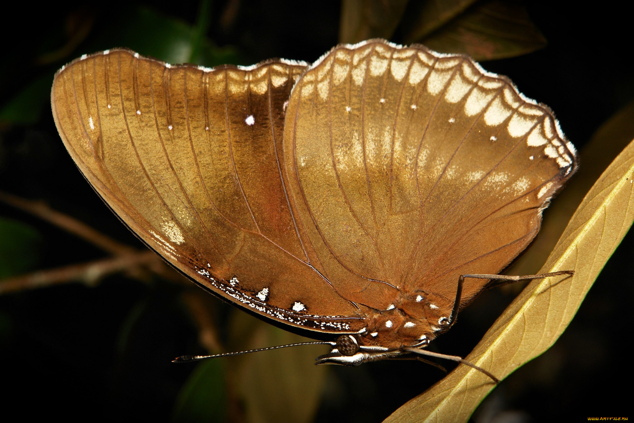 животные, бабочки, , мотыльки, , моли, itchydogimages, макро, бабочка, крылья, усики, узор