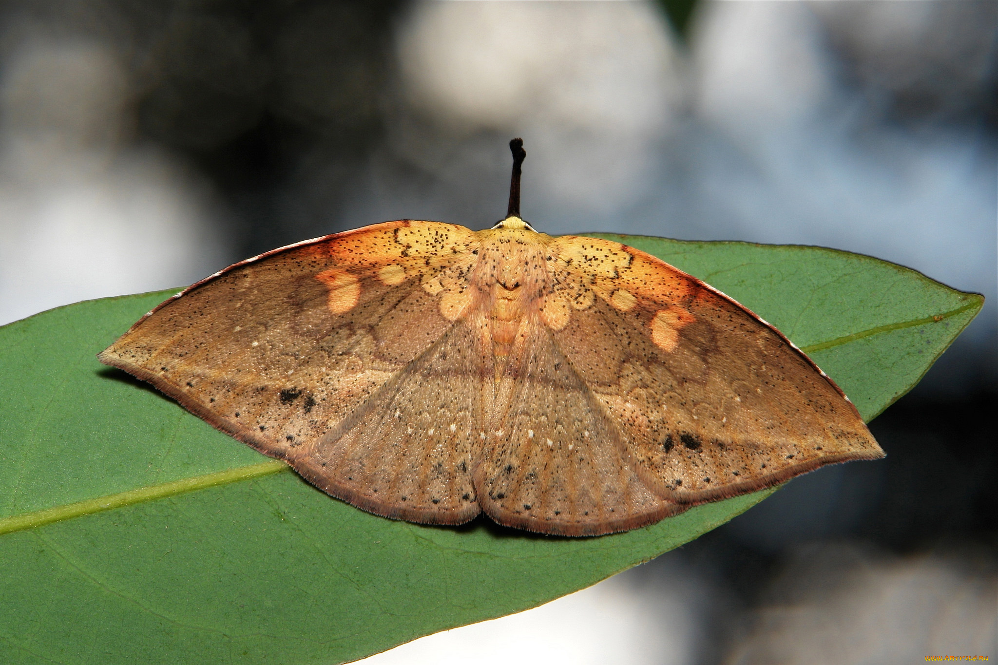 животные, бабочки, , мотыльки, , моли, макро, крылья, itchydogimages, мотылёк