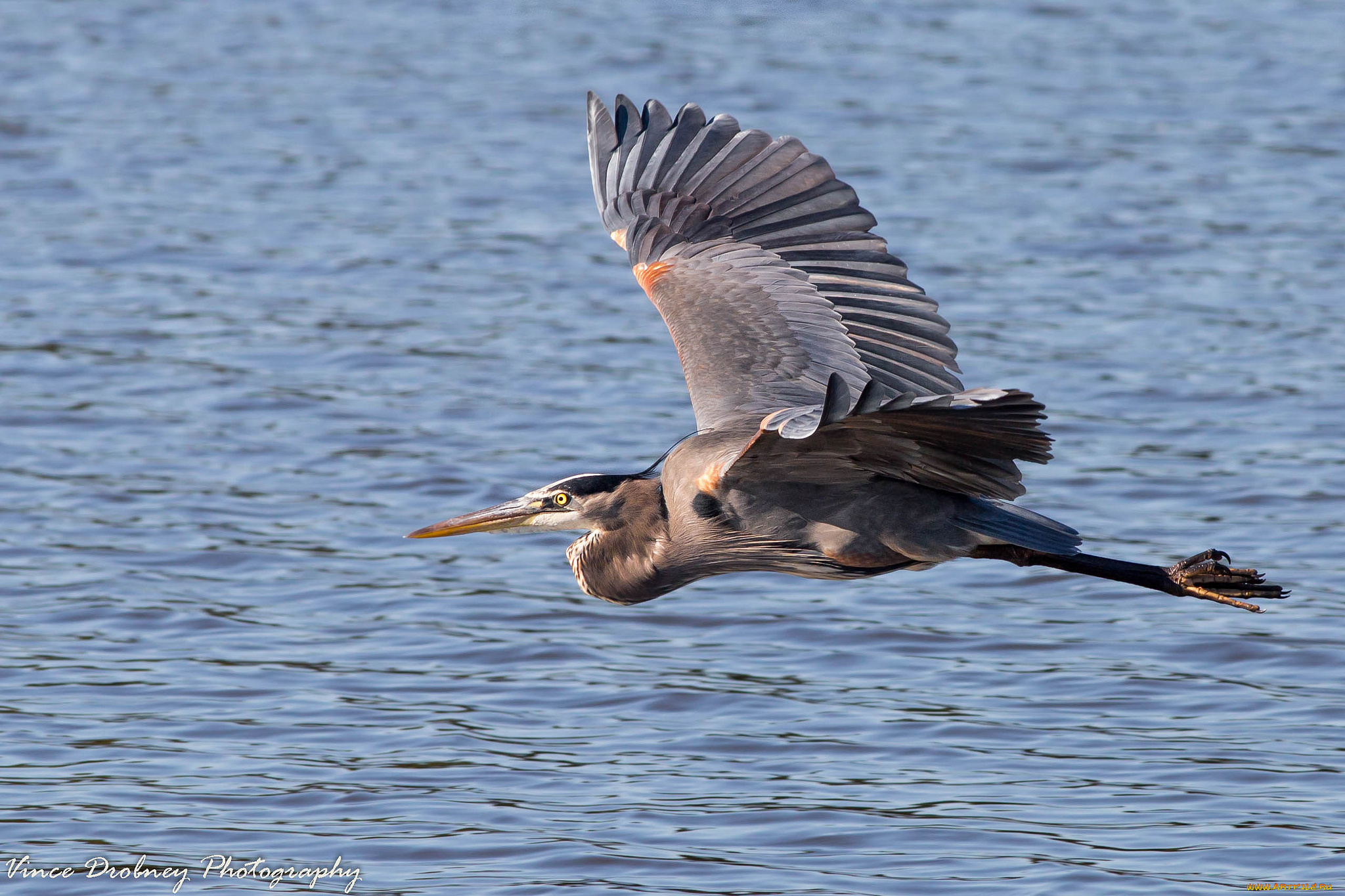 животные, цапли, , выпи, полёт, озеро, цапля